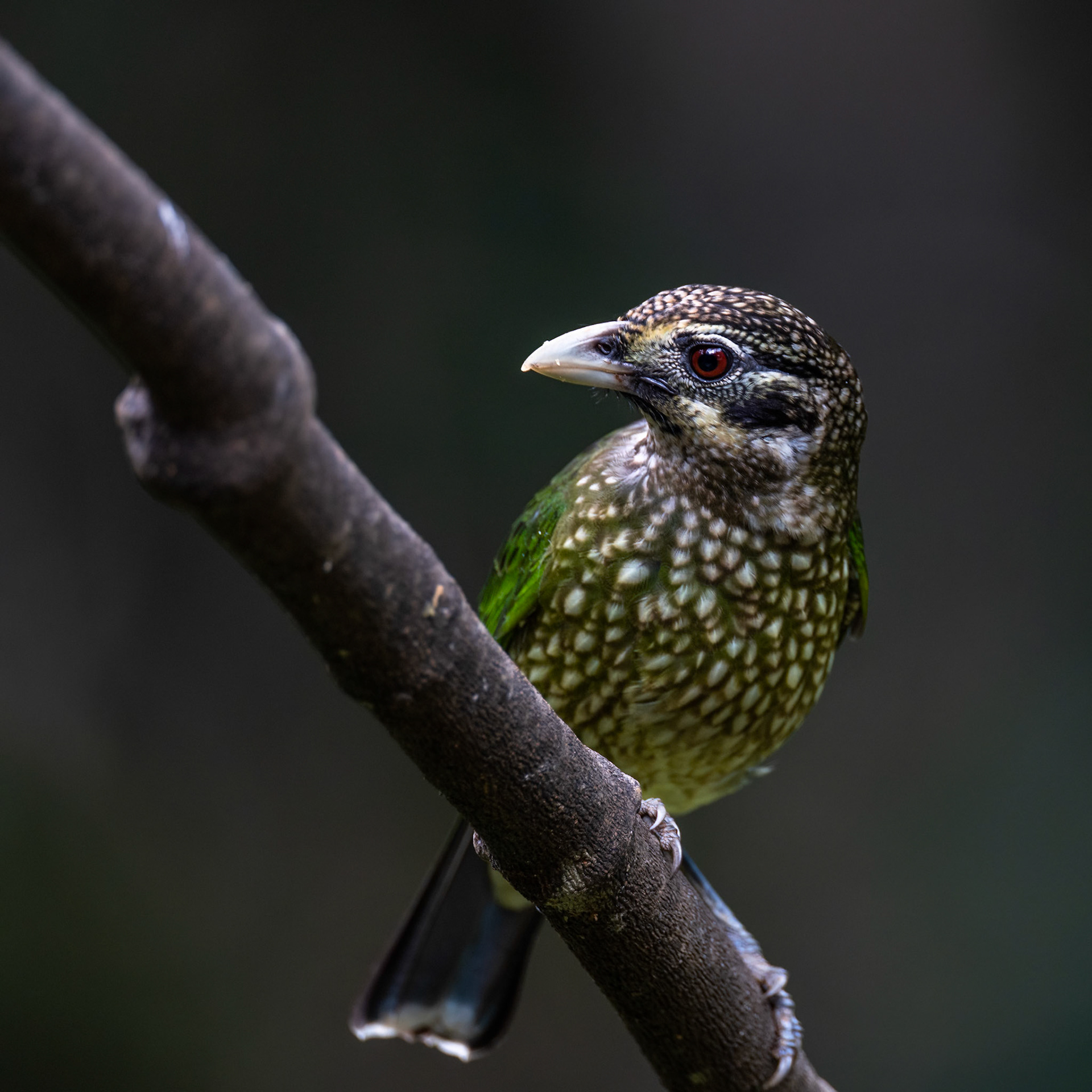 Spotted catbird, Lake Eacham, Atherton Tablelands, Queensland