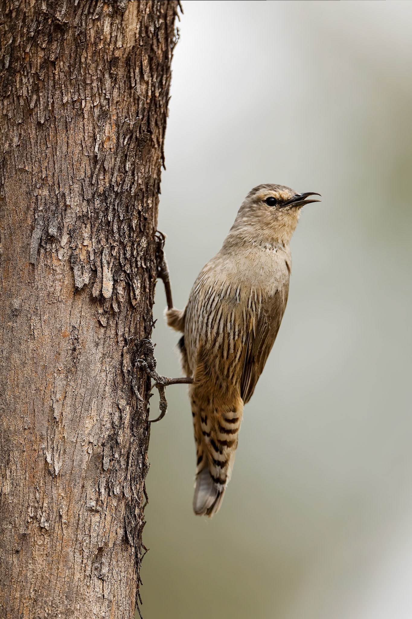 Brown treecreeper, Blue Gum Swamp, Forbes, NSW, Australia