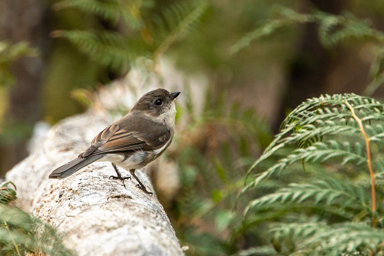 Tasmanian scrubwren, Fern Tree, Huon road, Hobart, Tasmania
