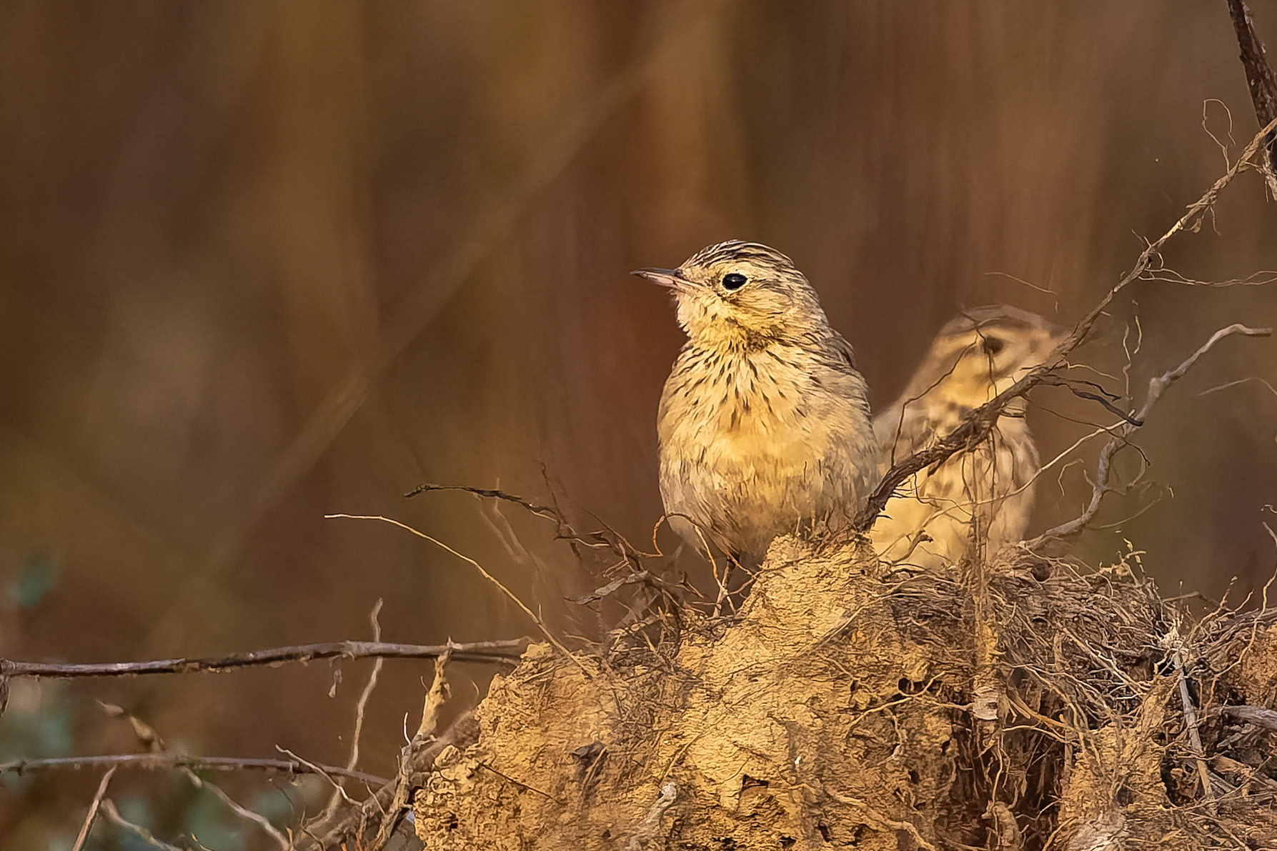 Blyth's pipit, Khana, India
