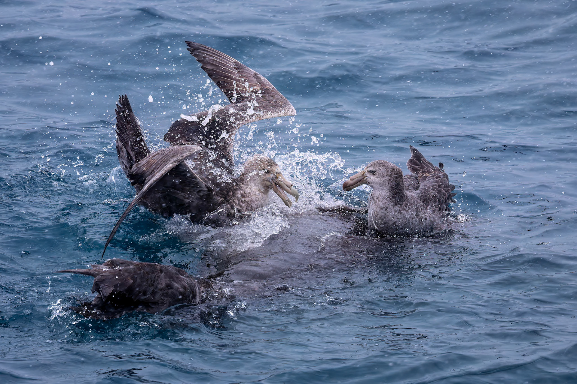 Southern giant-petrel, Gold Harbour, South Georgia