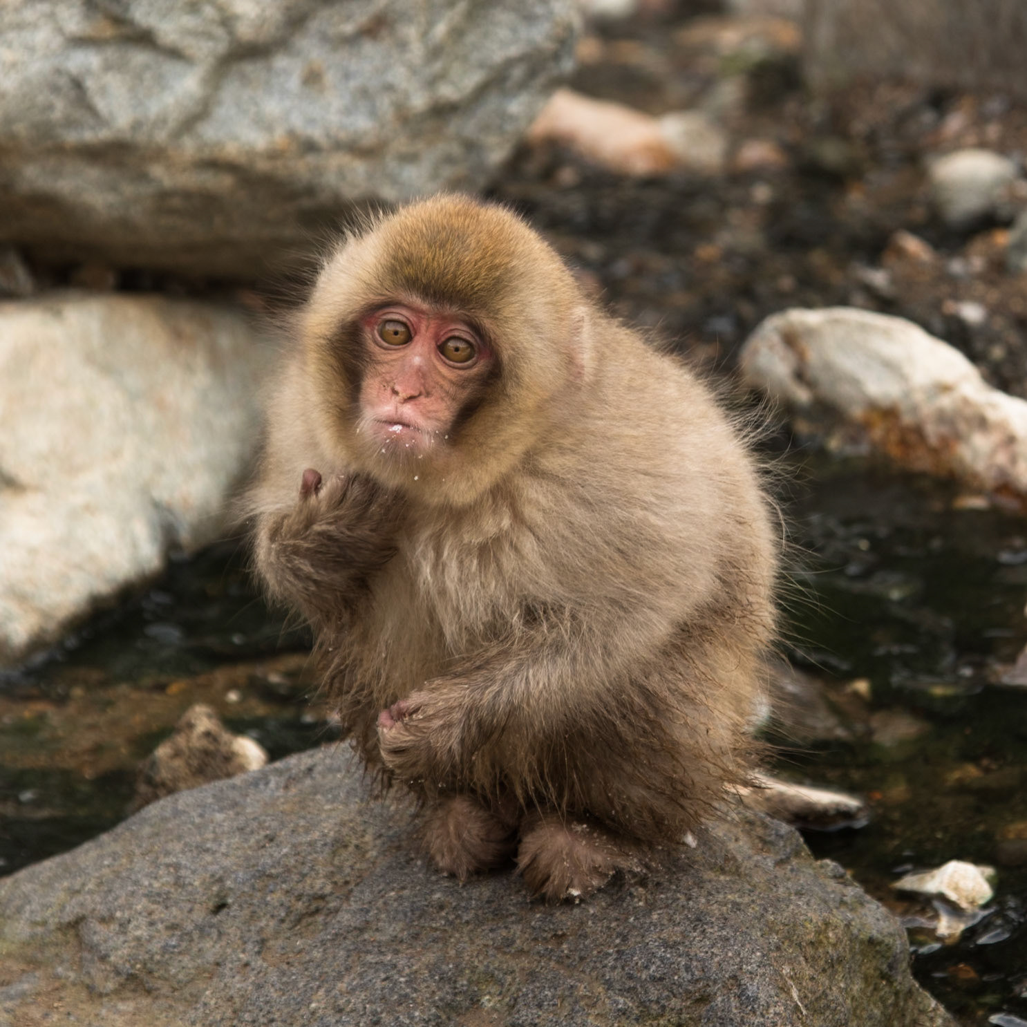 Jigokudani Yaen-Koen, Snow Monkeys, Yudanaka, Japan