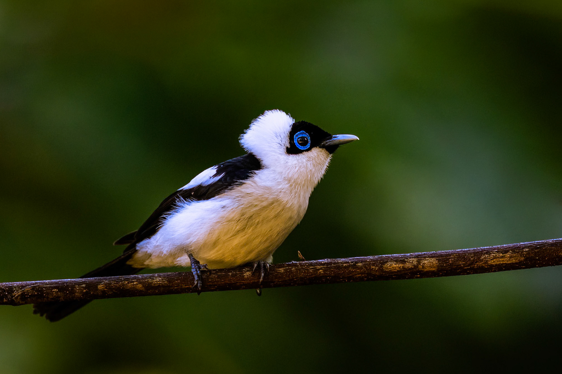 Frill-necked monarch, Kutini-Payamu (Iron Range) National Park, Cape York Penninsula, Queensland