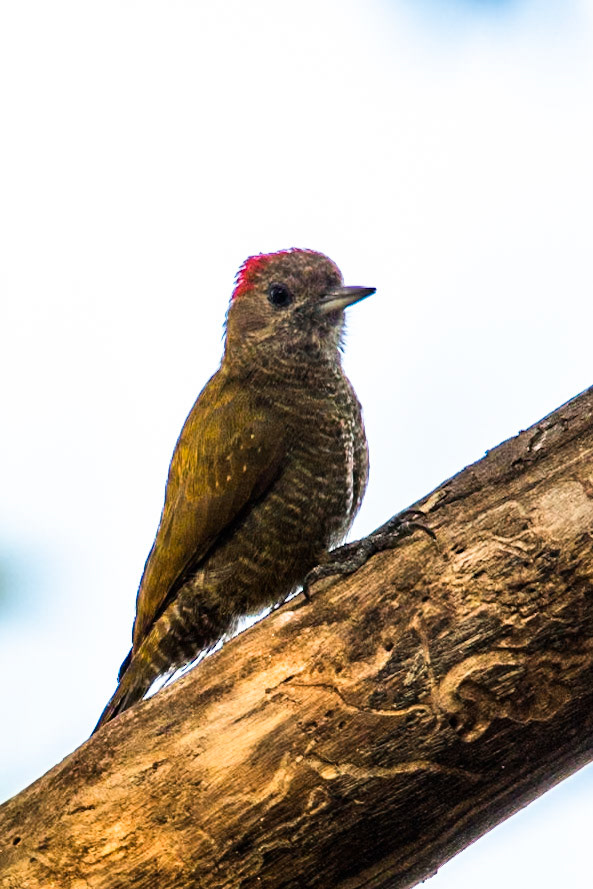 Little woodpecker, Porto Jofre, Pantanal, Brazil