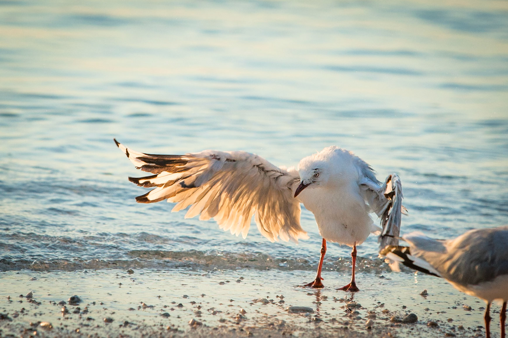 Bathtime for a silver gull, Lady Elliot Island, Queensland, Australia