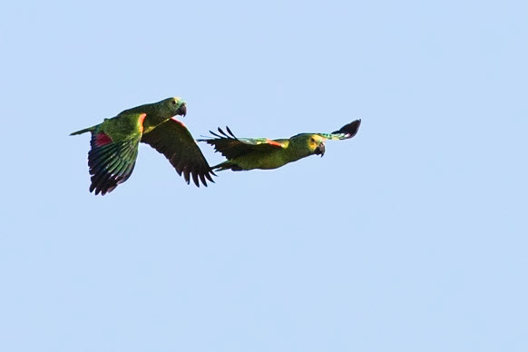 Turquoise-fronted amazons