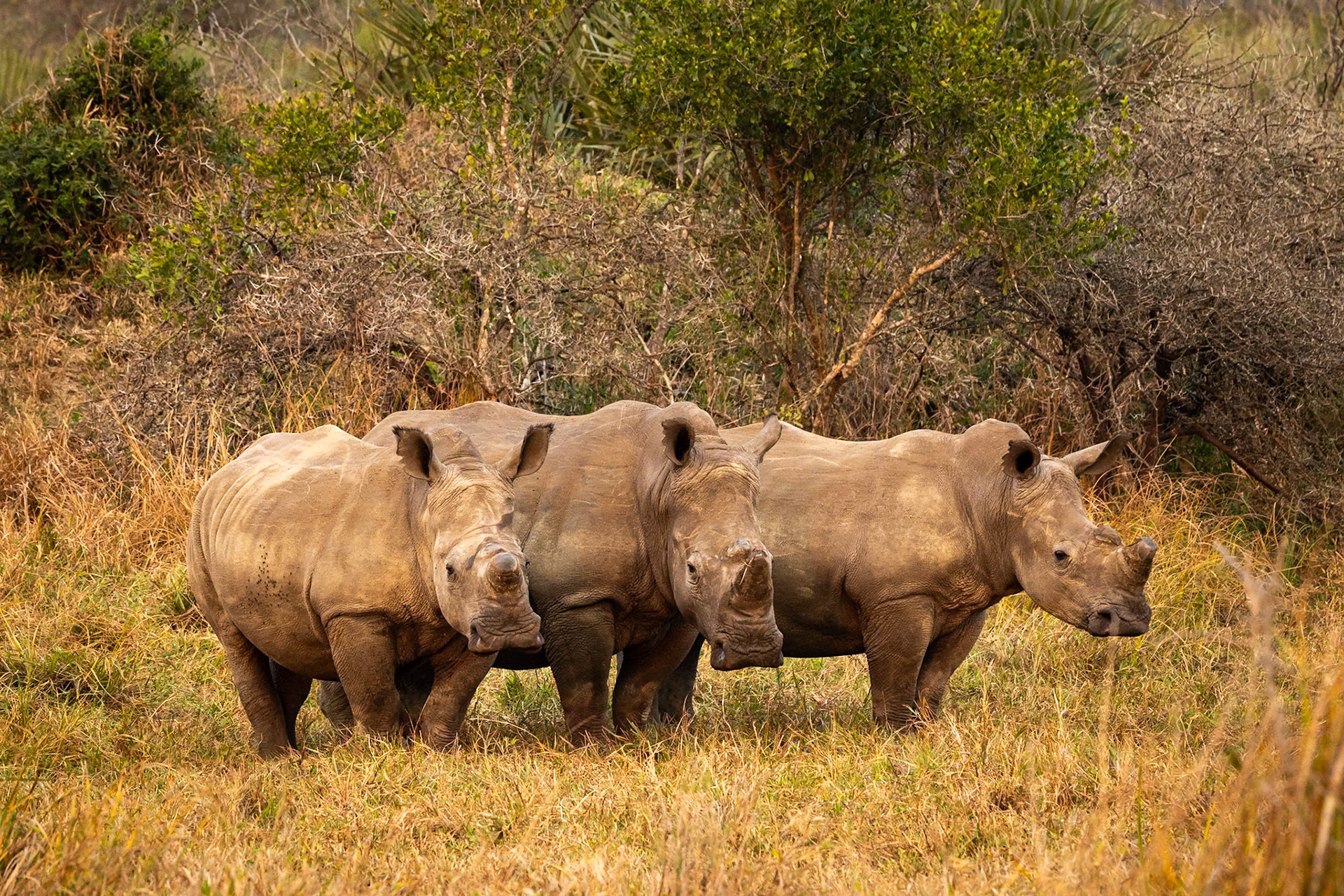 White rhino, Phinda, South Africa