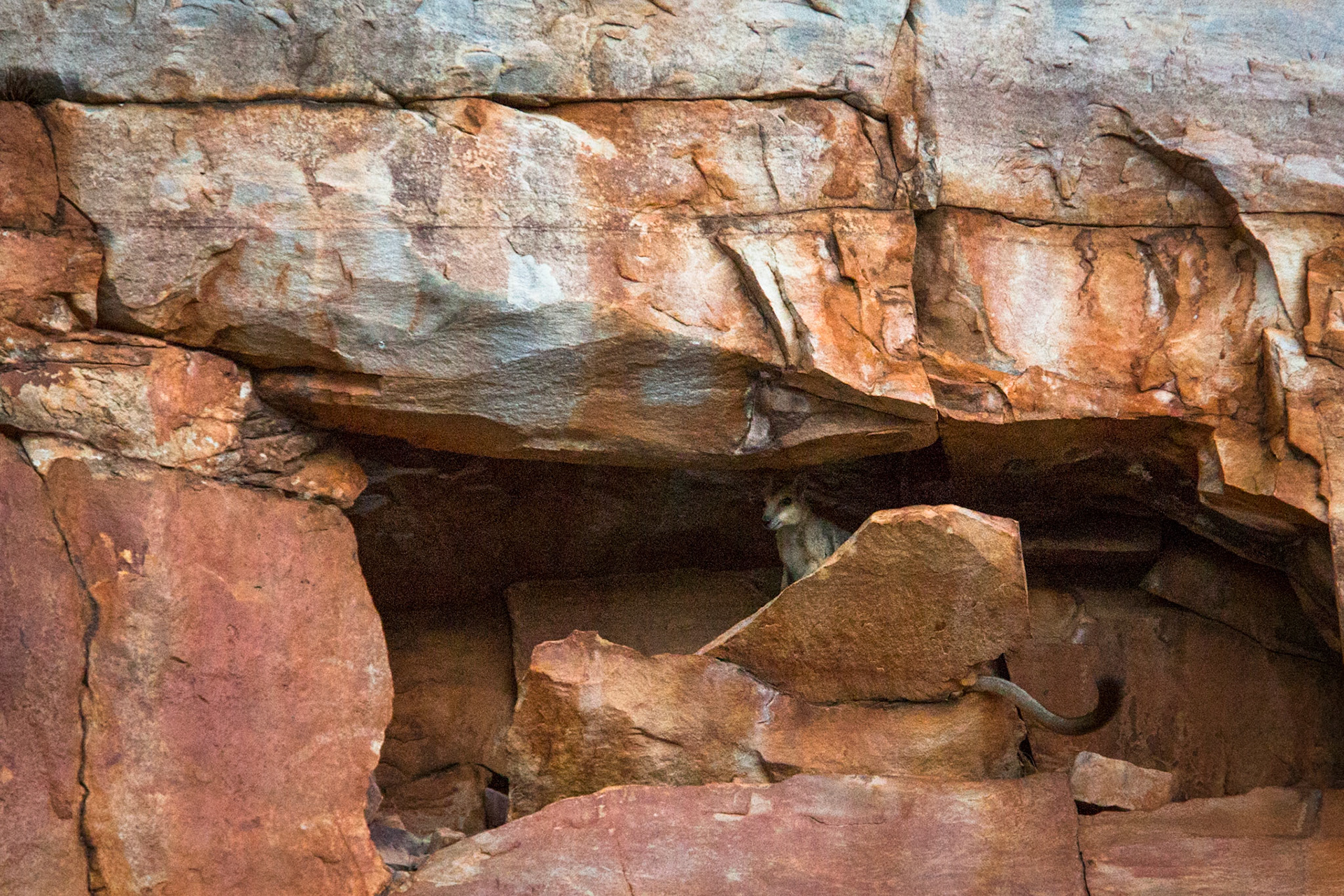 Rock wallaby, Chamberlain George, El Questro Wilderness Park, The Kimberly, Western Australia