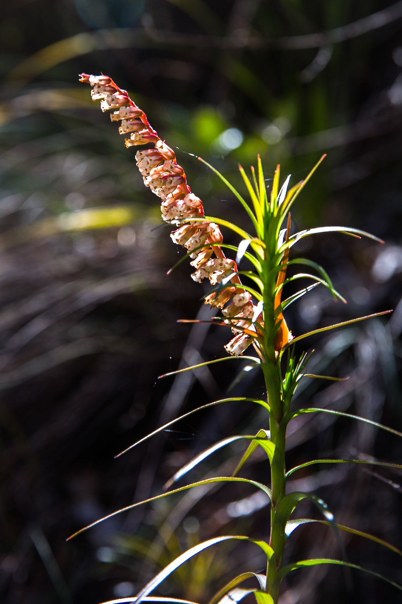 Descended from Neates Glen car park down to and through the Grand Canyon and back up to Evans Lookout. We continued along the clifftop path to Govett's leap and then on to Pulpit Rock. Notes by Peter Watt.