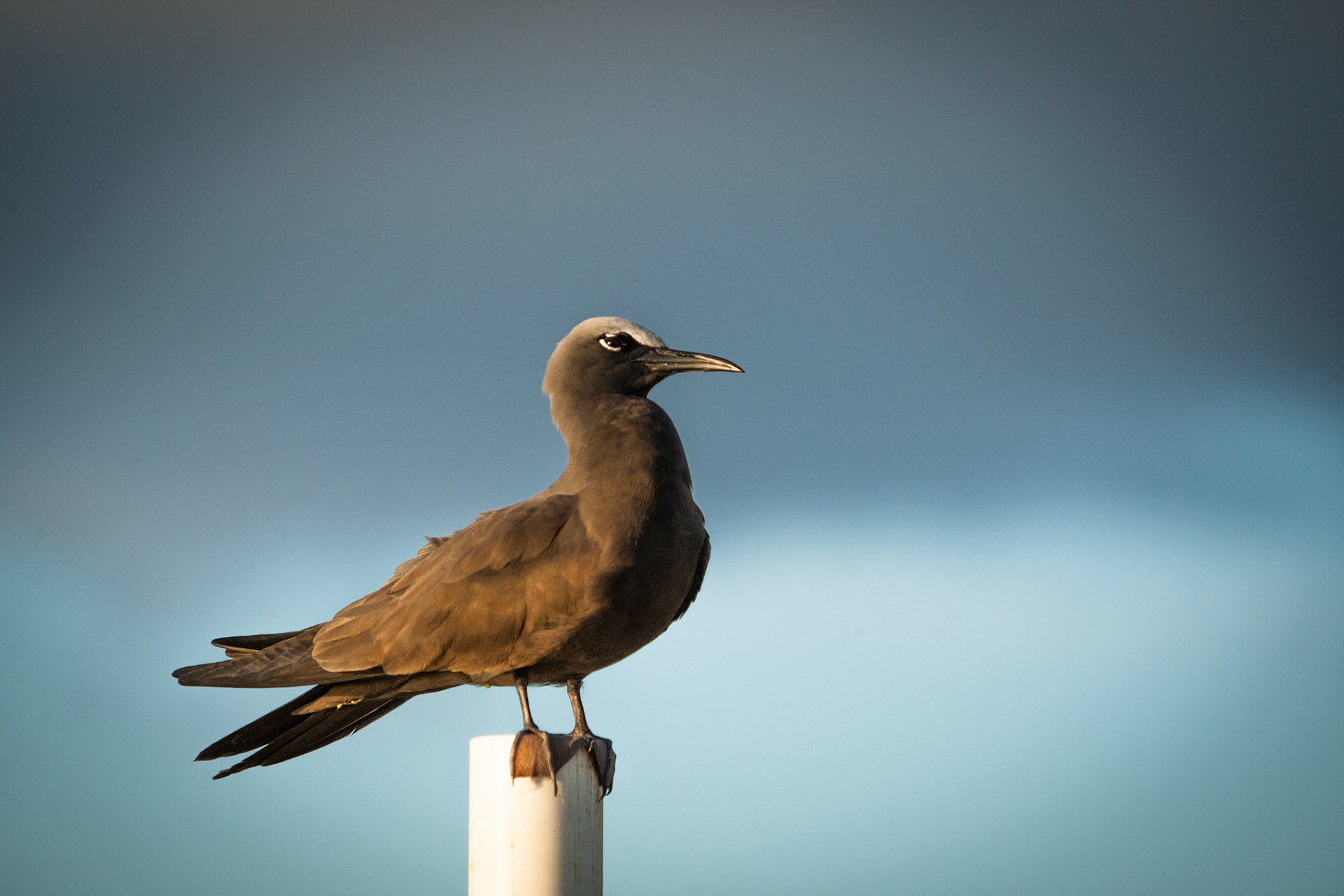 Common (brown) noddy at sunrise, Lady Elliot Island, Queensland, Australia