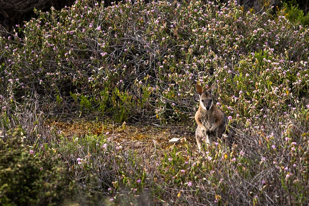 Kangaroo Island, South Australia