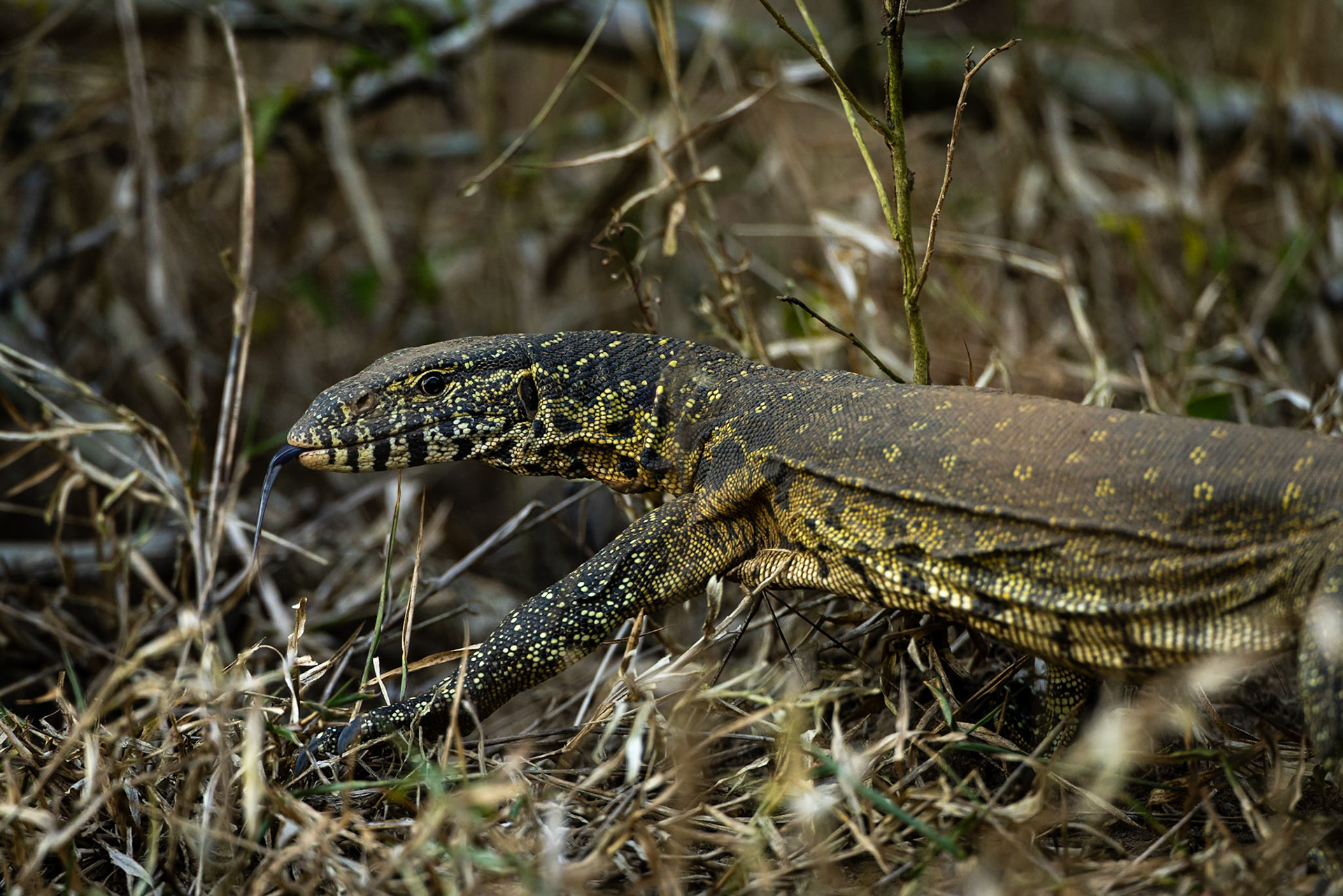 Nile monitor lizard, Gorongosa, Mozambique