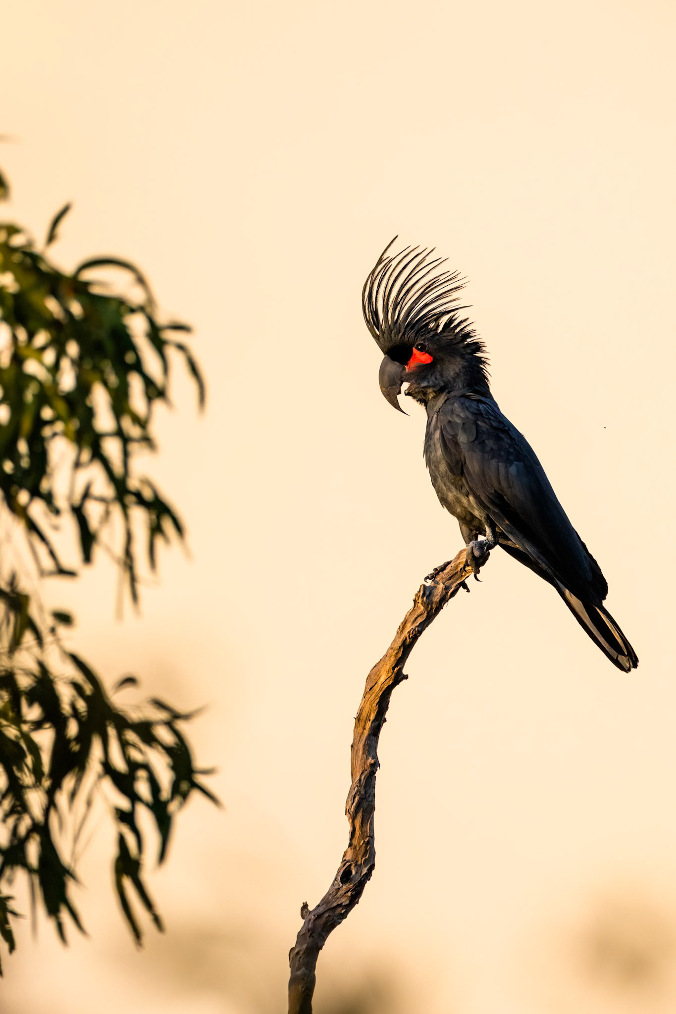 Palm cockatoo, Kutini-Payamu (Iron Range) National Park, Cape York Penninsula, Queensland