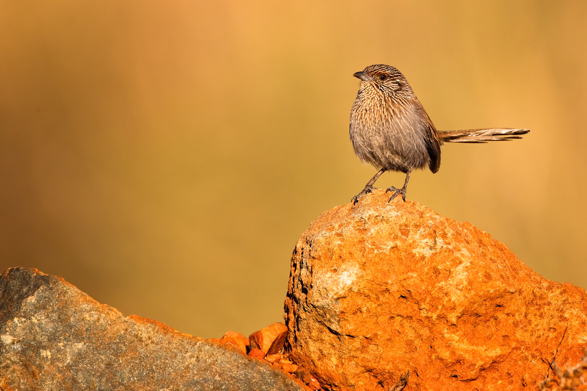 Kalkadoon grasswren, Mount Isa, Queensland, Australia