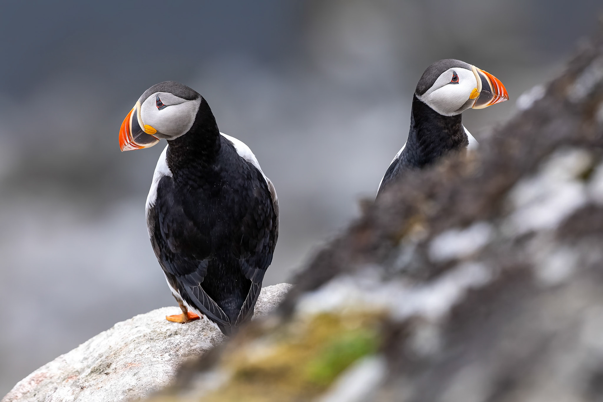 Atlantic puffin, Ytre Norkoya, Svalbard, Norway