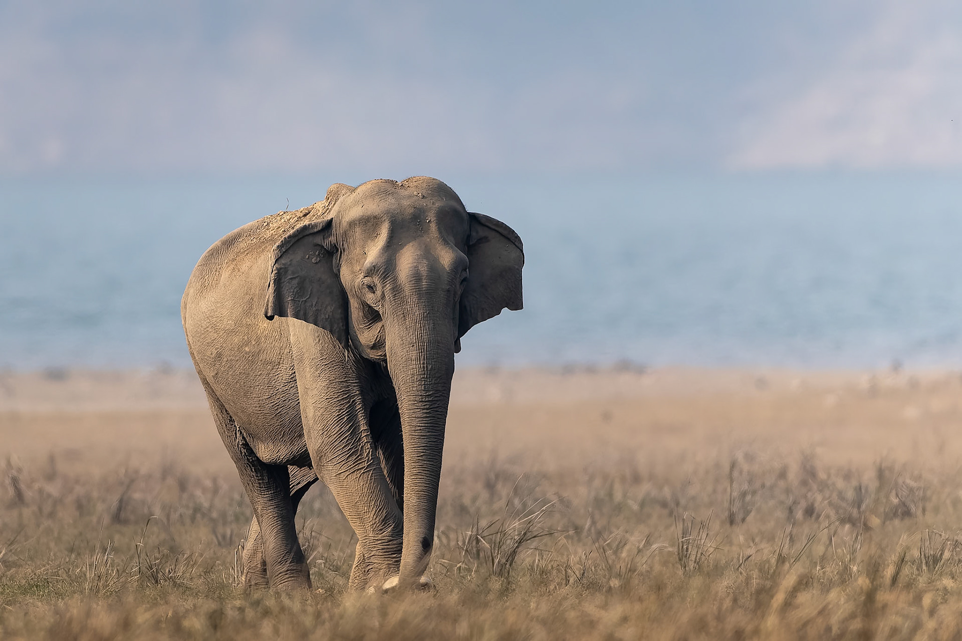 Indian elephant, Corbett Tiger Reserve, India