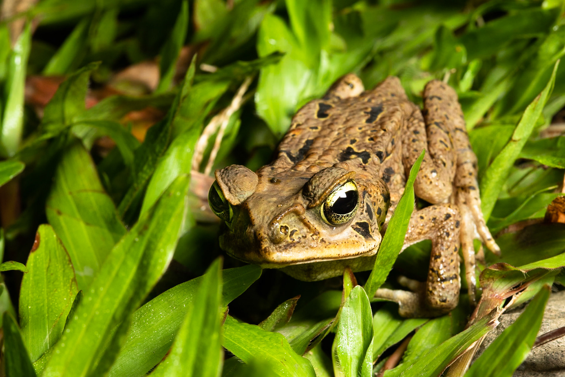 Cane toad, Amazonia Lodge, Manu National Park,  Peru