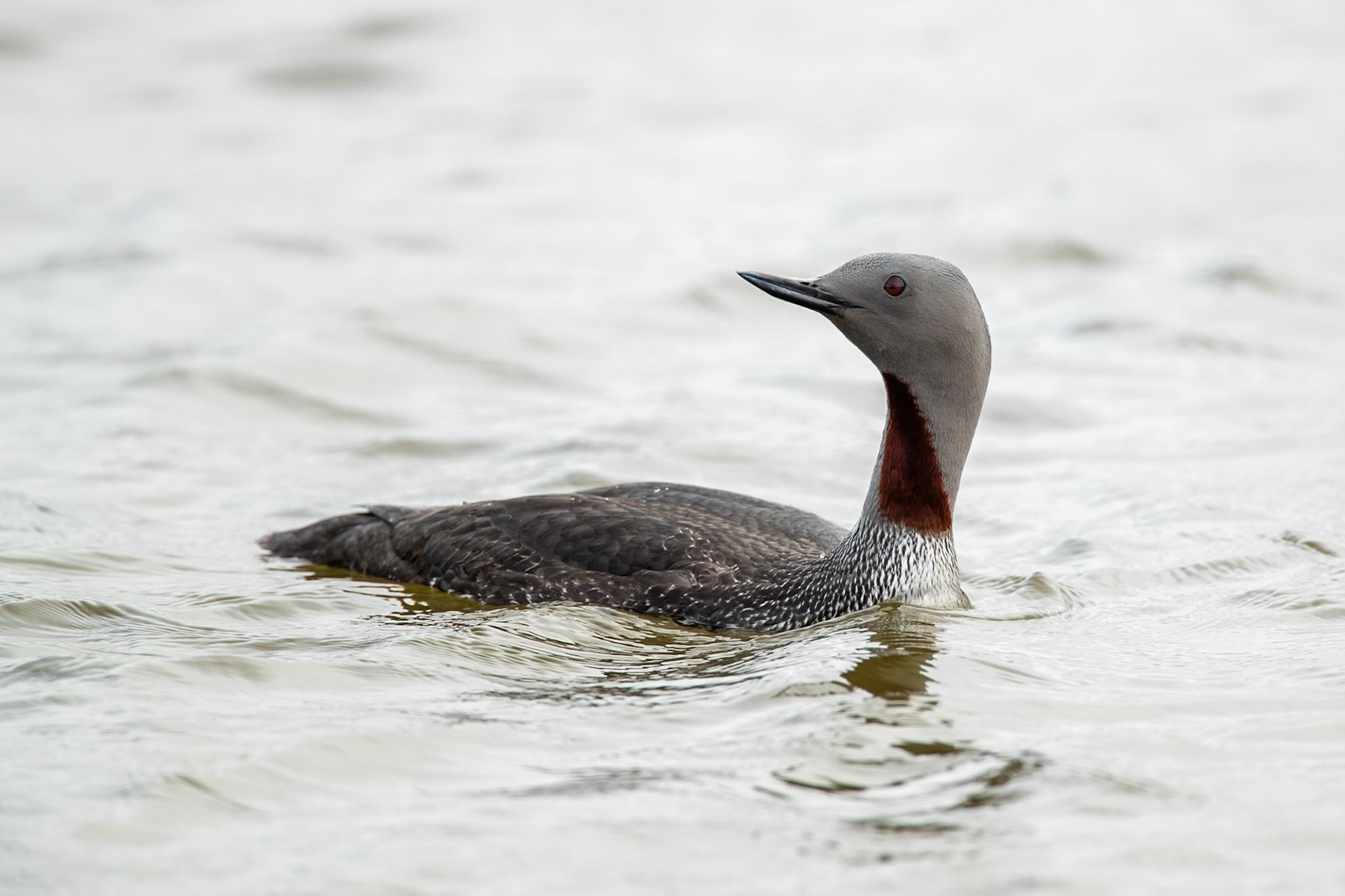 Red-throated diver, near Blönduós Iceland
