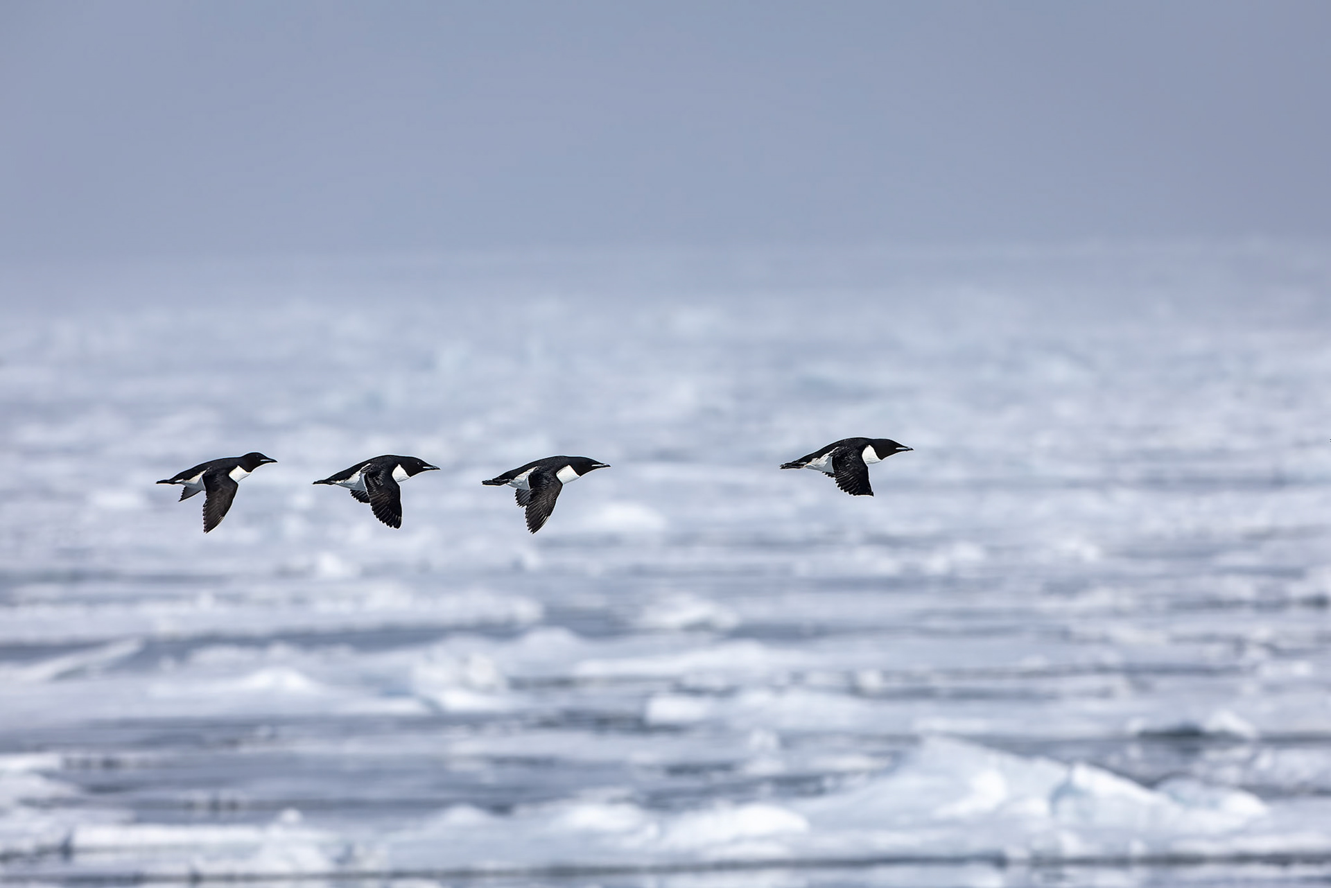 Brünnich's guillemot, Osteroyare, Svalbard, Norway