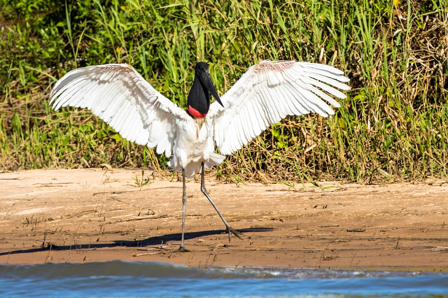 Jabiru, Porto Jofre, Pantanal, Brazil