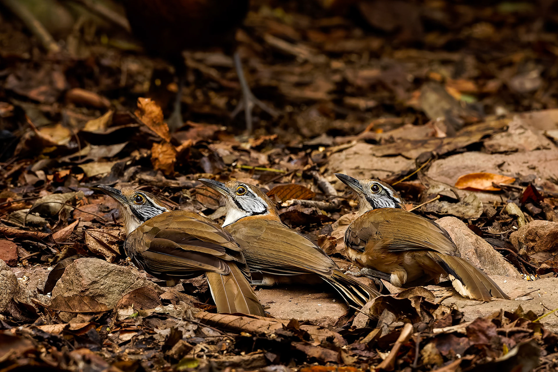 Greater necklaced laughingthrush, Khaeng Krackan National Park, Thailand