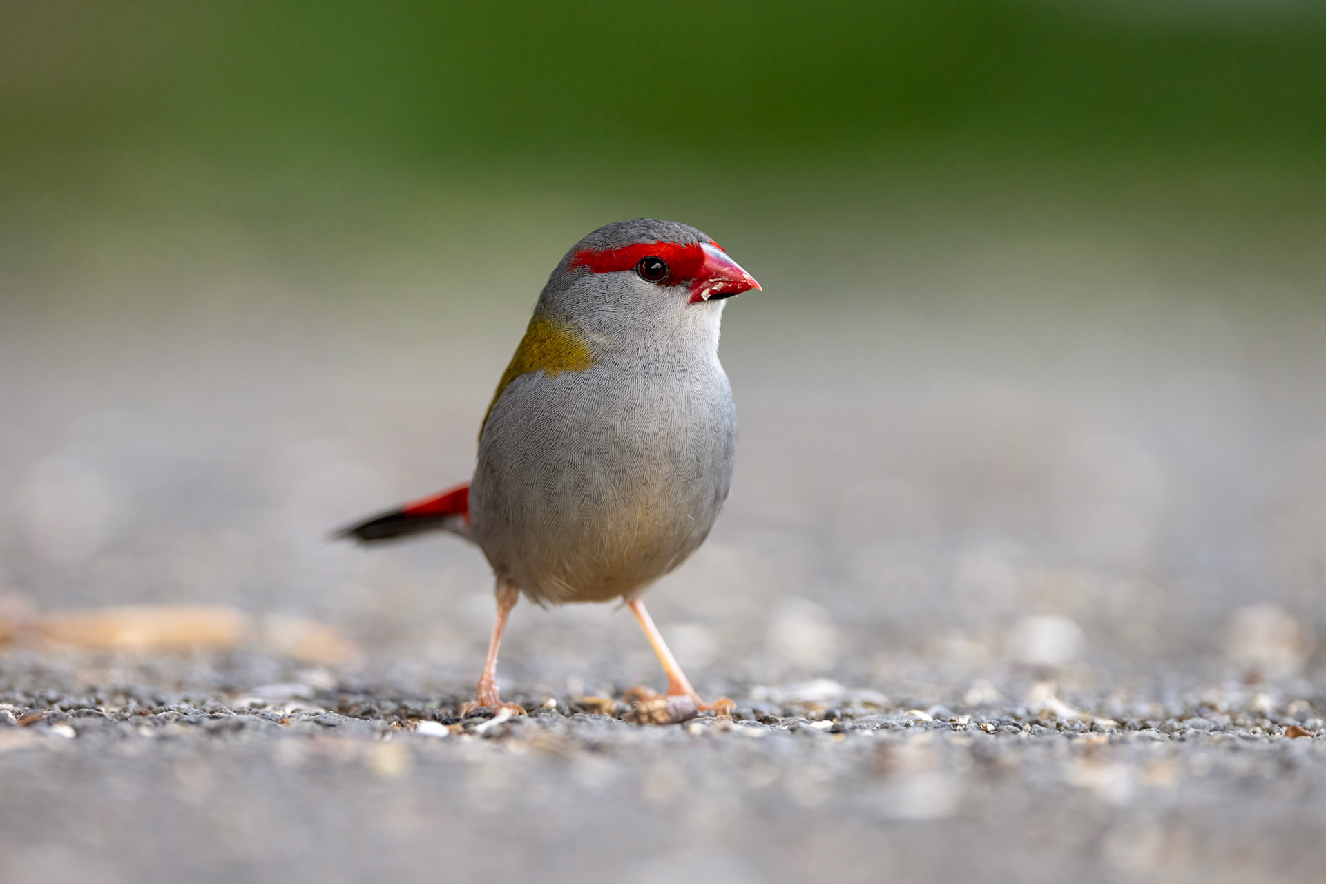 Red-browed firetail, O'Reilly's Rainforest Retreat, Lamington National Park, Queensland, Australia