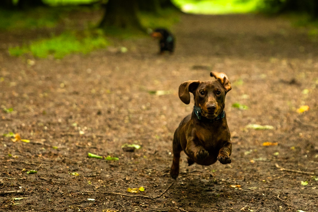 Ashridge Estate, National Trust Forest, Ringshall, England, United Kingdom