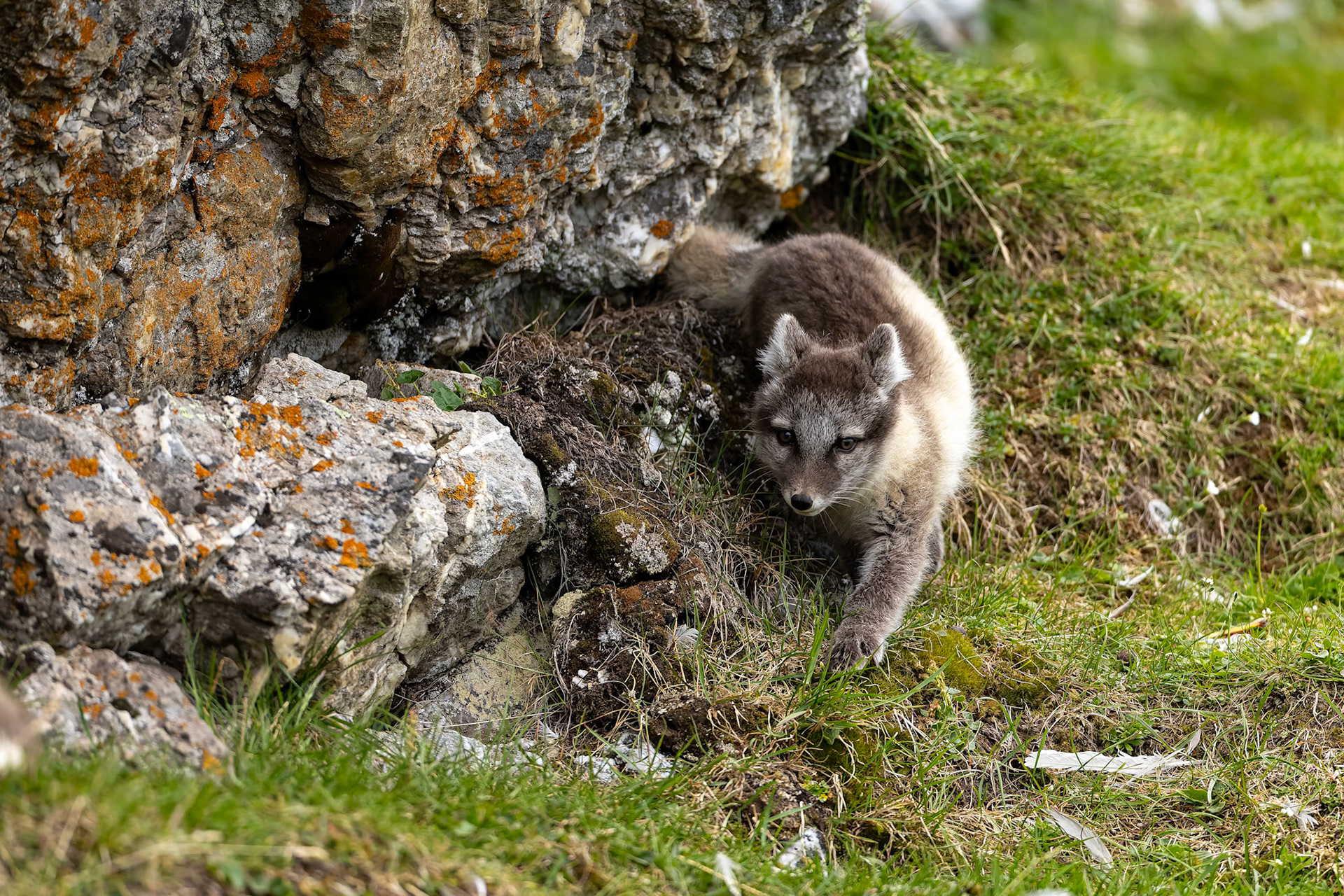 Arctic fox, Trygghamna, Svalbard, Norway