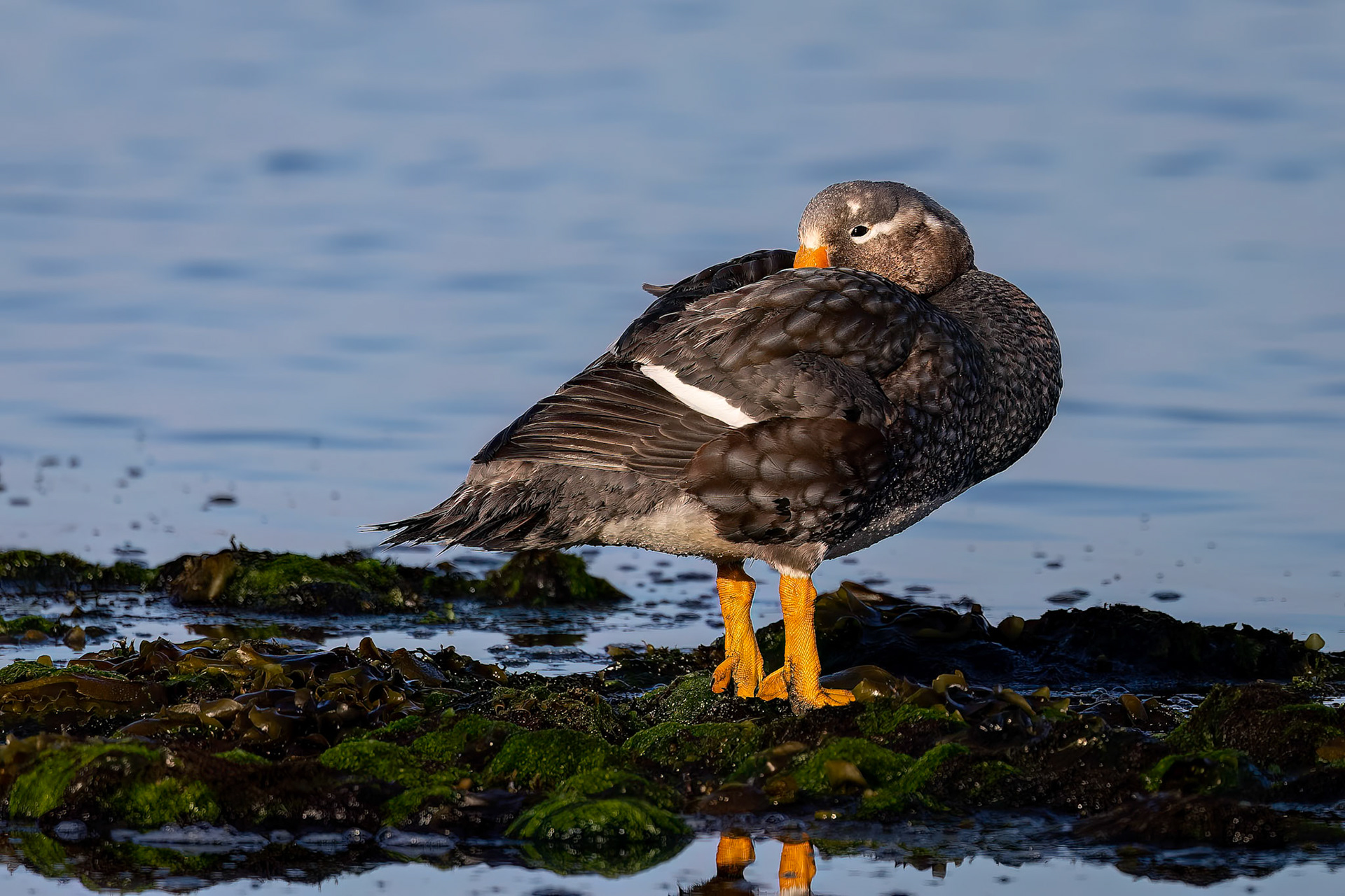 Falkland steamer-duck, Pebble Island, Falkland Islands