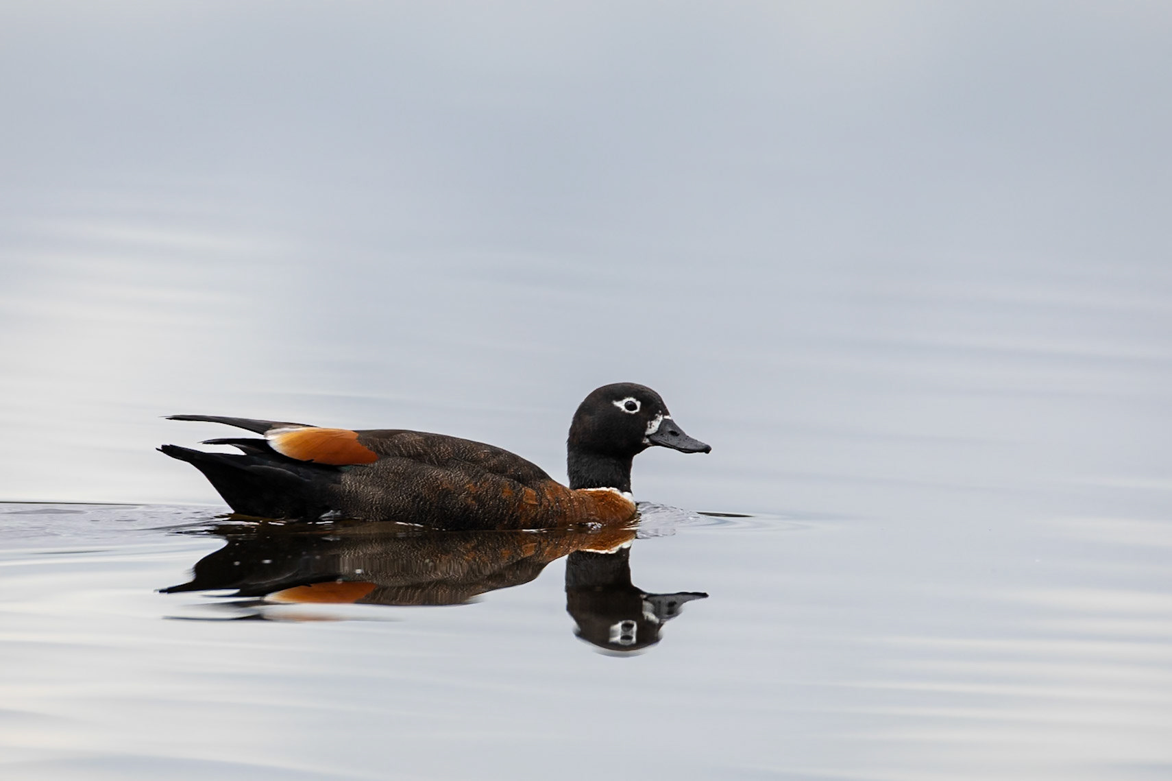 Australian shelduck, Perth, West Australia