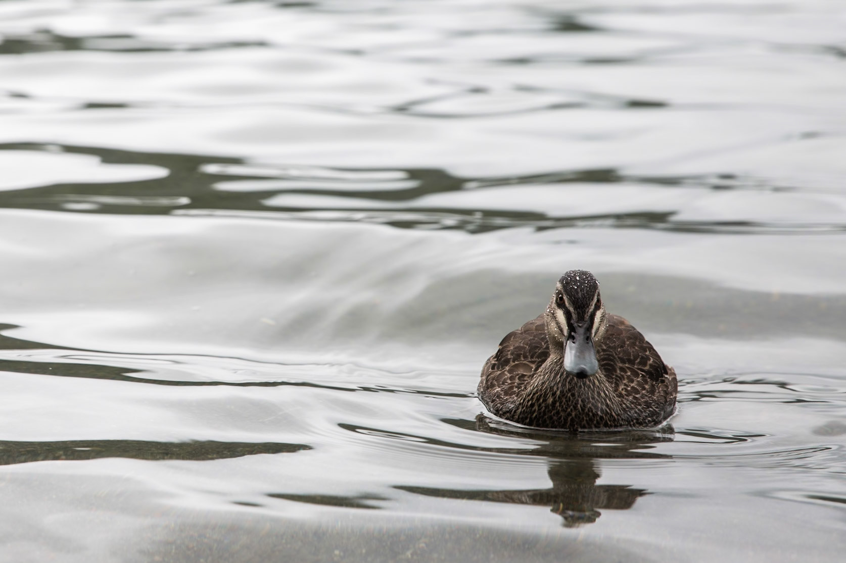 Grey duck, Rotopounamu lake, Tongariro, New Zealand
