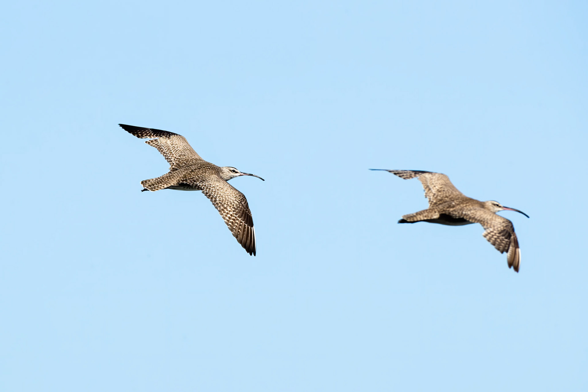 Whimbrel, Vinã del Mar, Chilé
