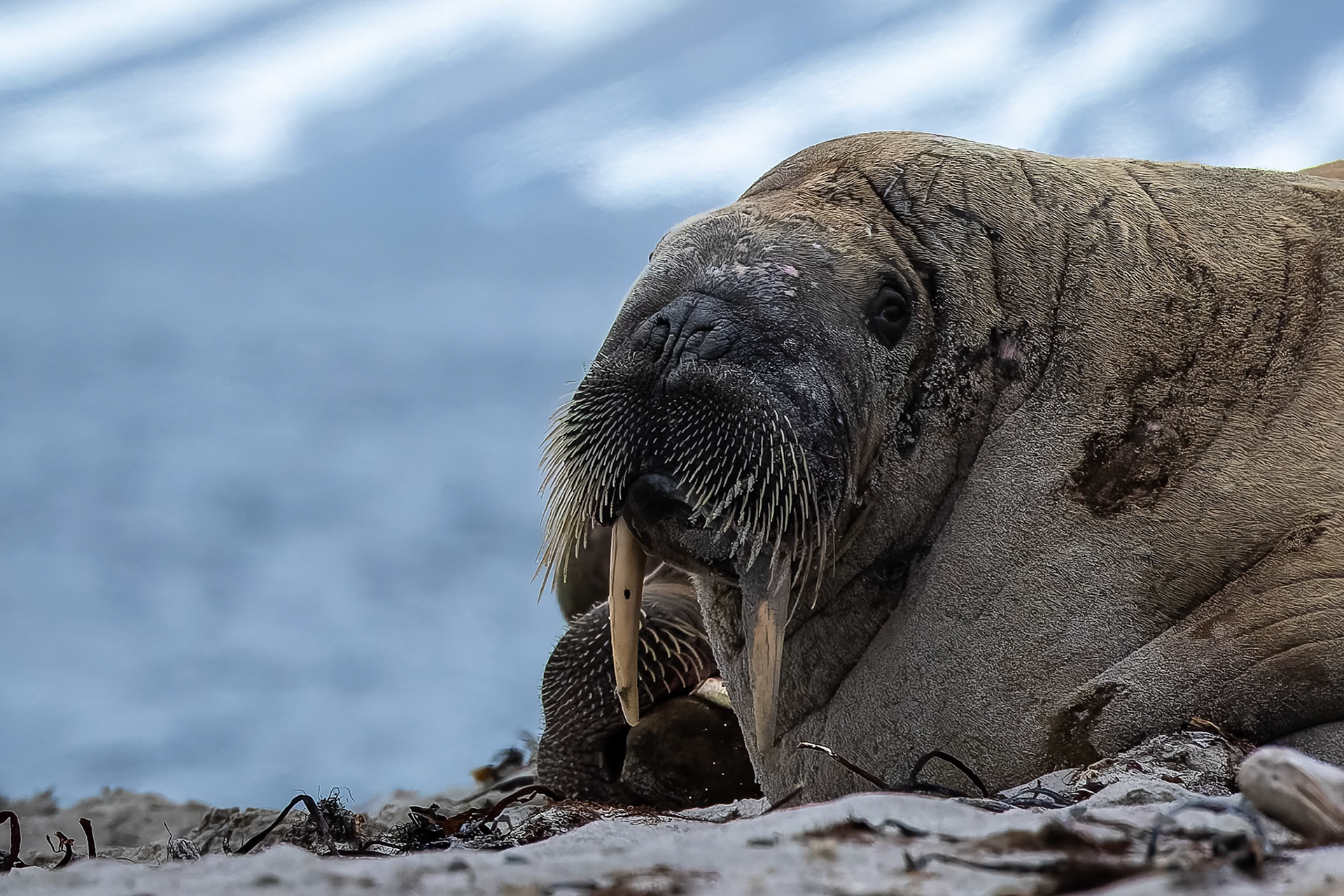 Walrus, Smeerenburgenfjord, Svalbard, Norway