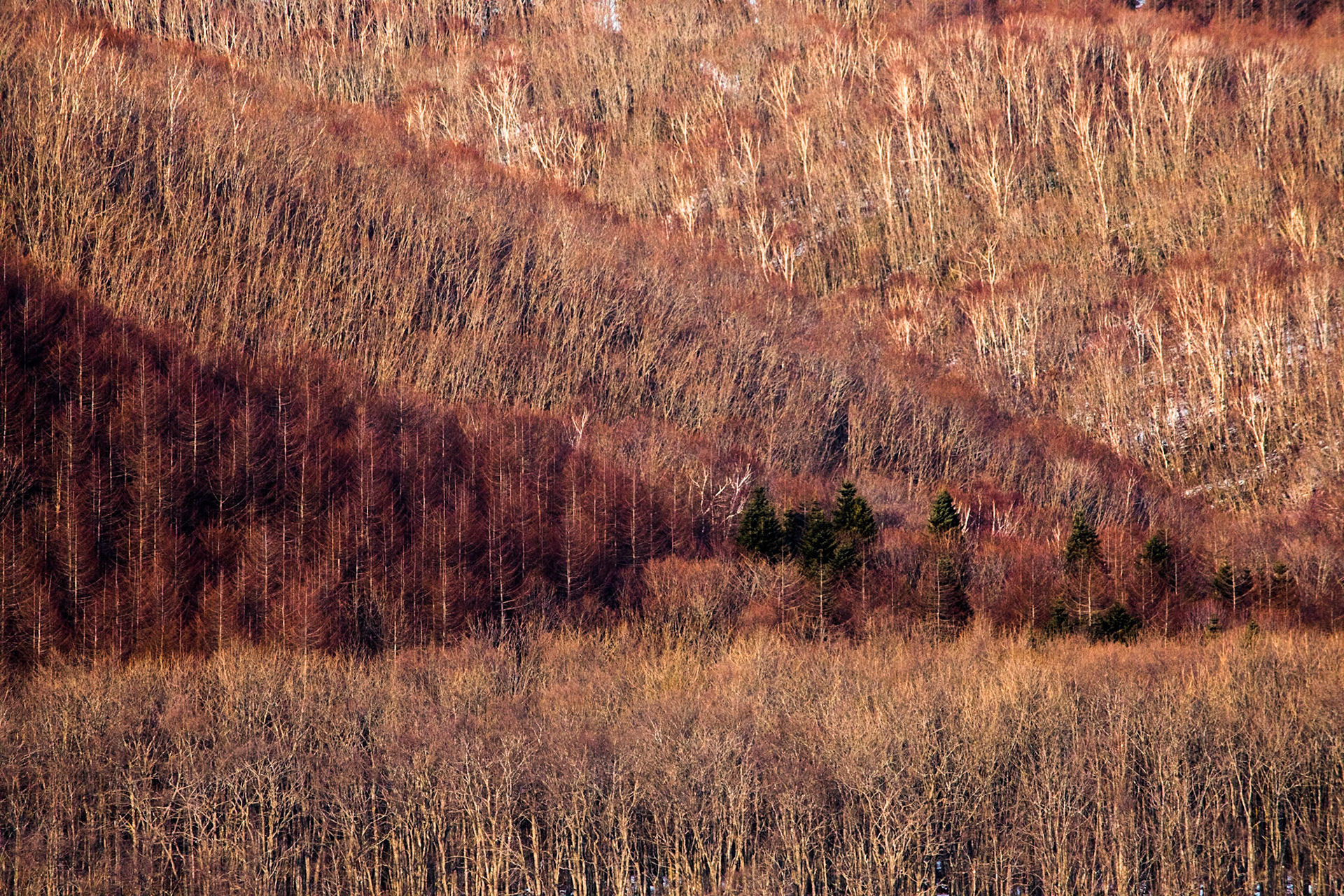 Kushiro marshland, Hokkaido, Japan