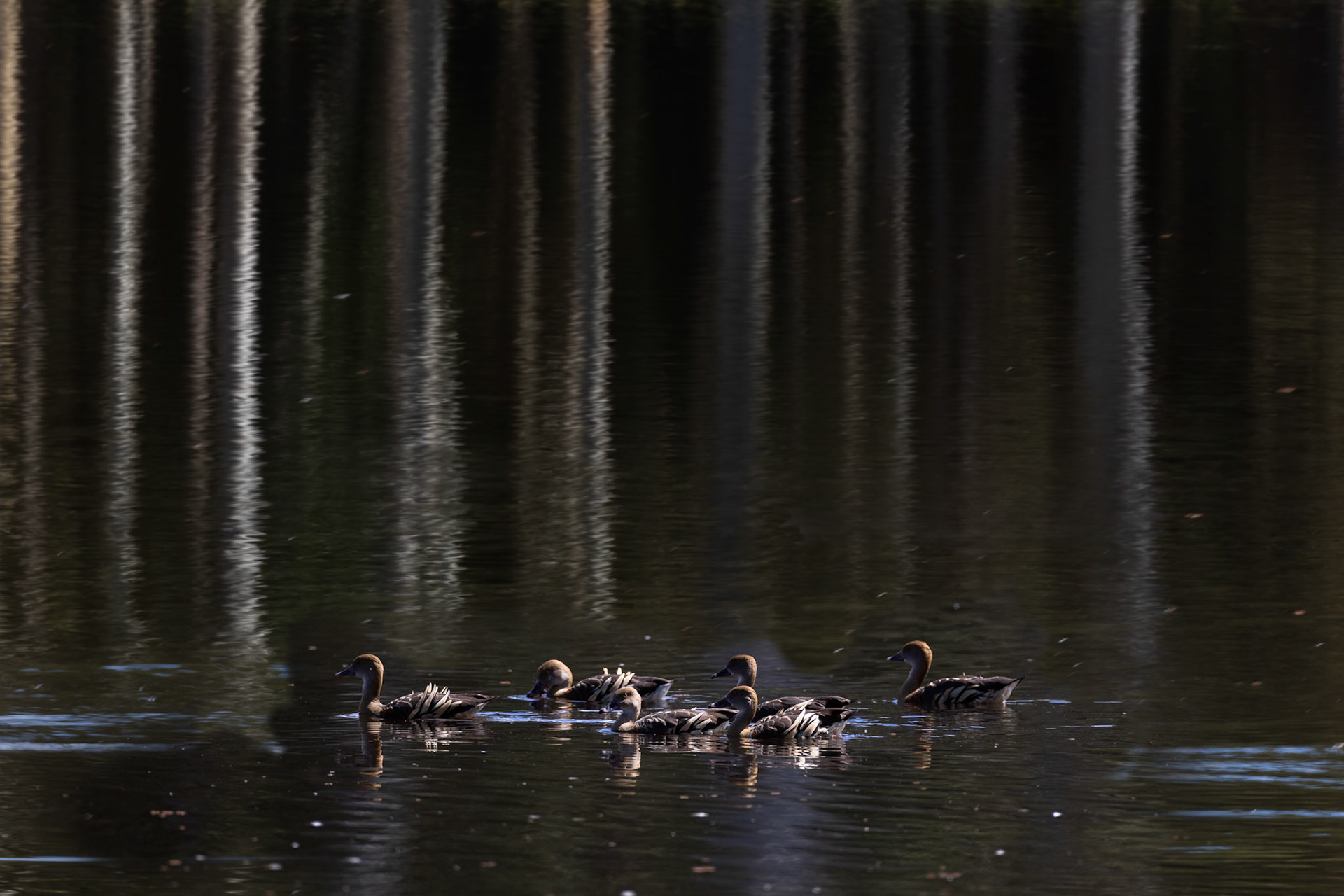 Plumed whistling-duck, Hasties swamp, Atherton Tablelands, Queensland