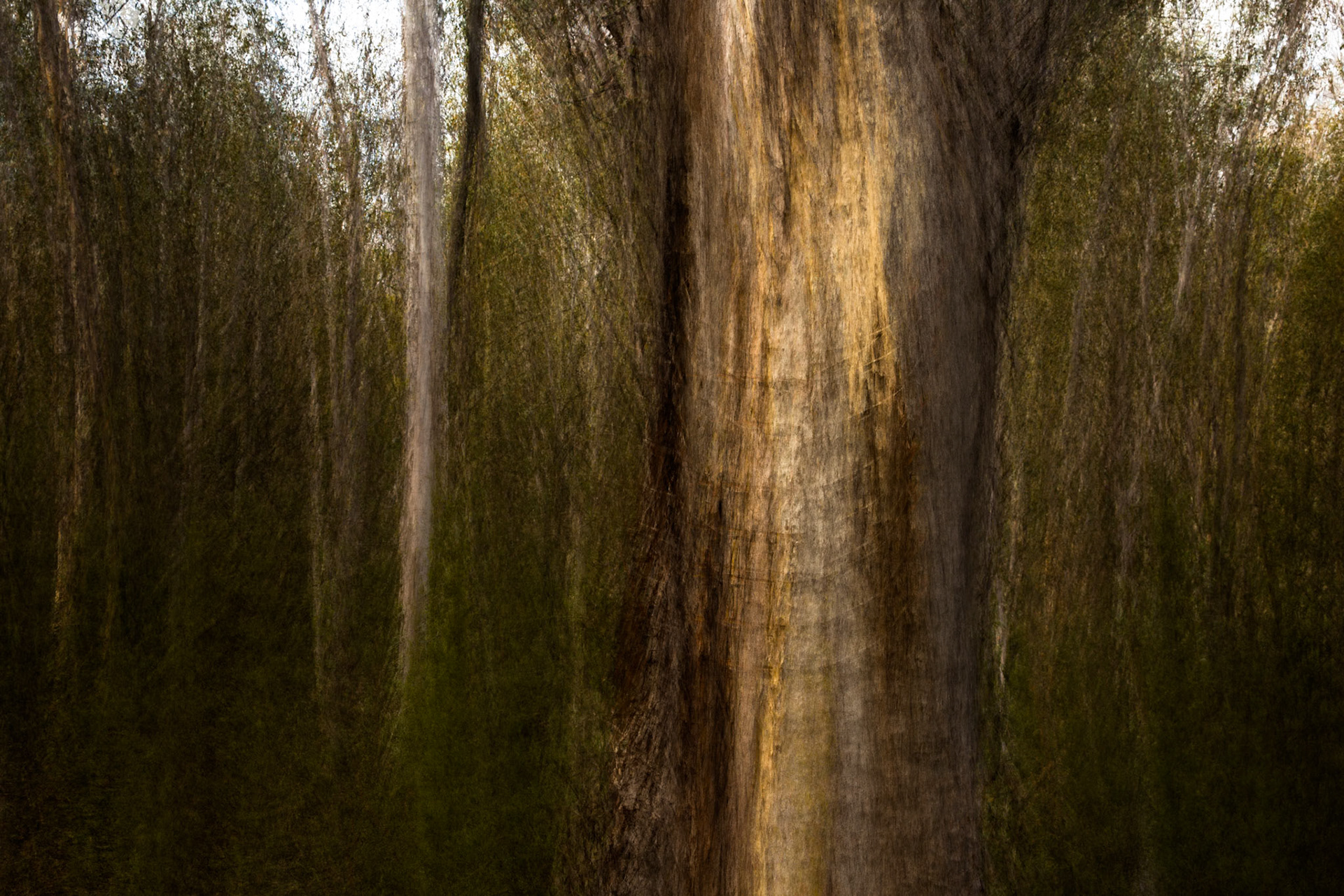 Sawpit creek track, Mount Kosciuszko National Park, Snowy Mountains, New South Wales