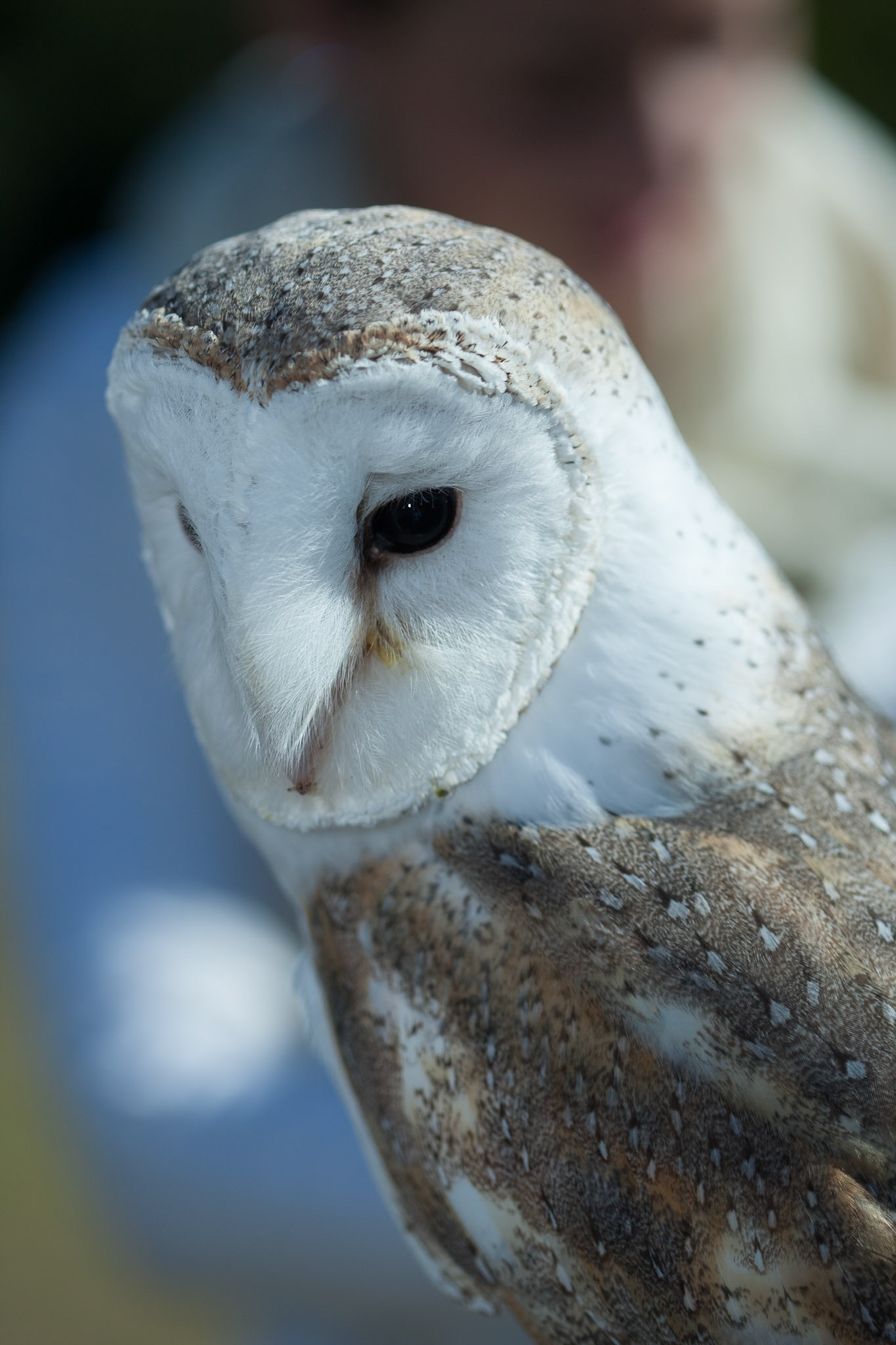 Lamington National Park, Queensland