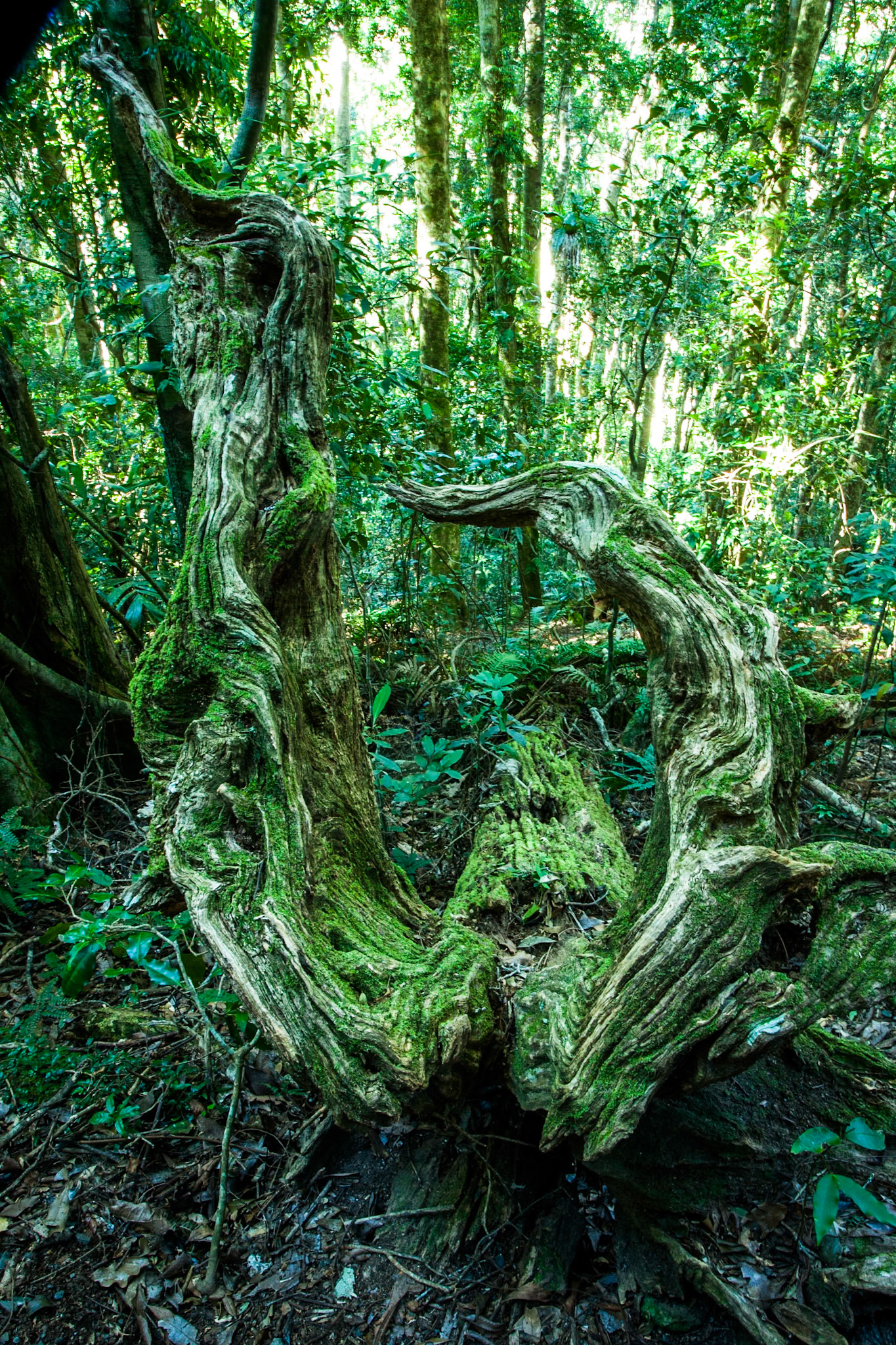 Lamington National Park, Queensland