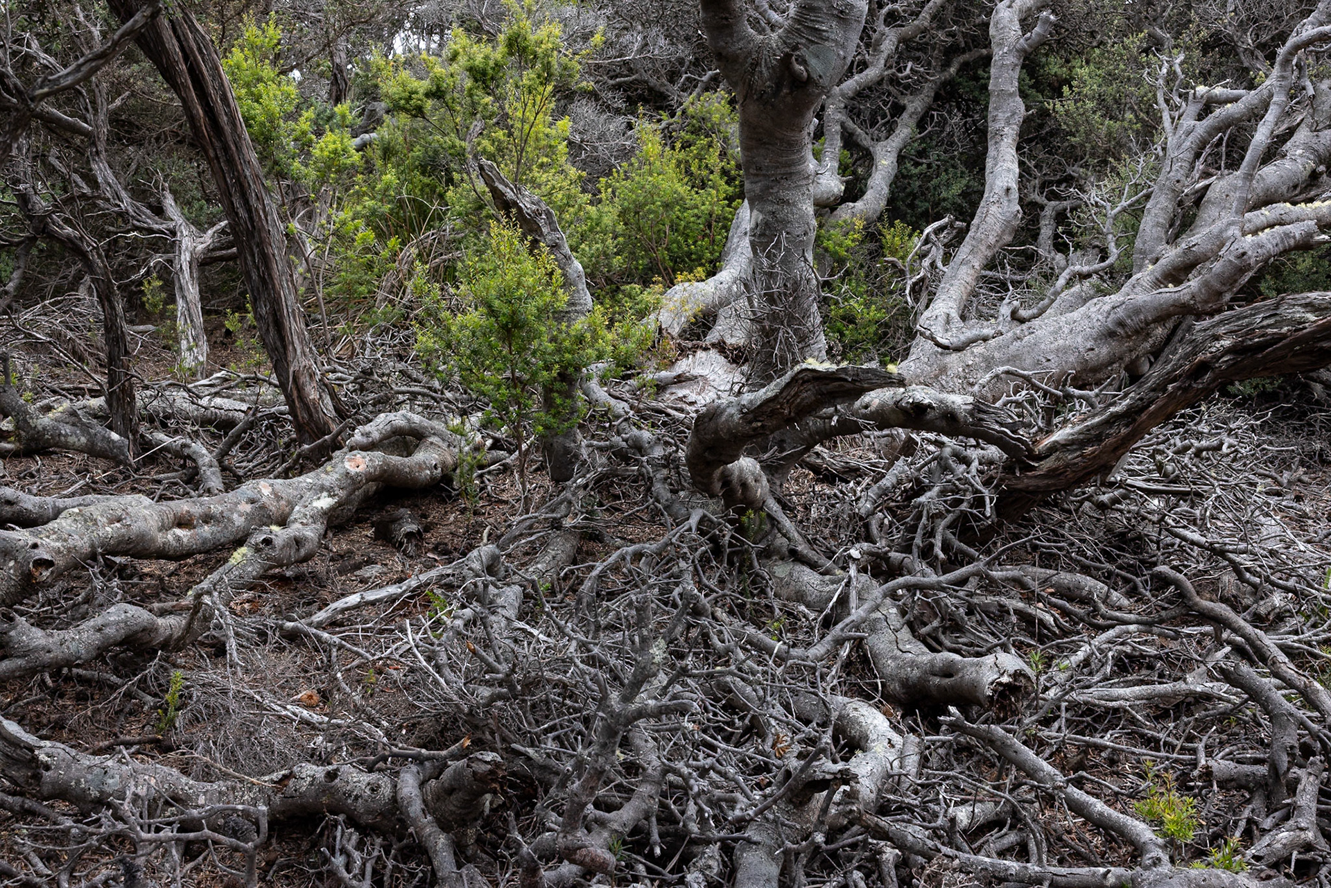 Three Capes Track, Cape Pillar Lodge to Cape Pillar and return, Tasmania