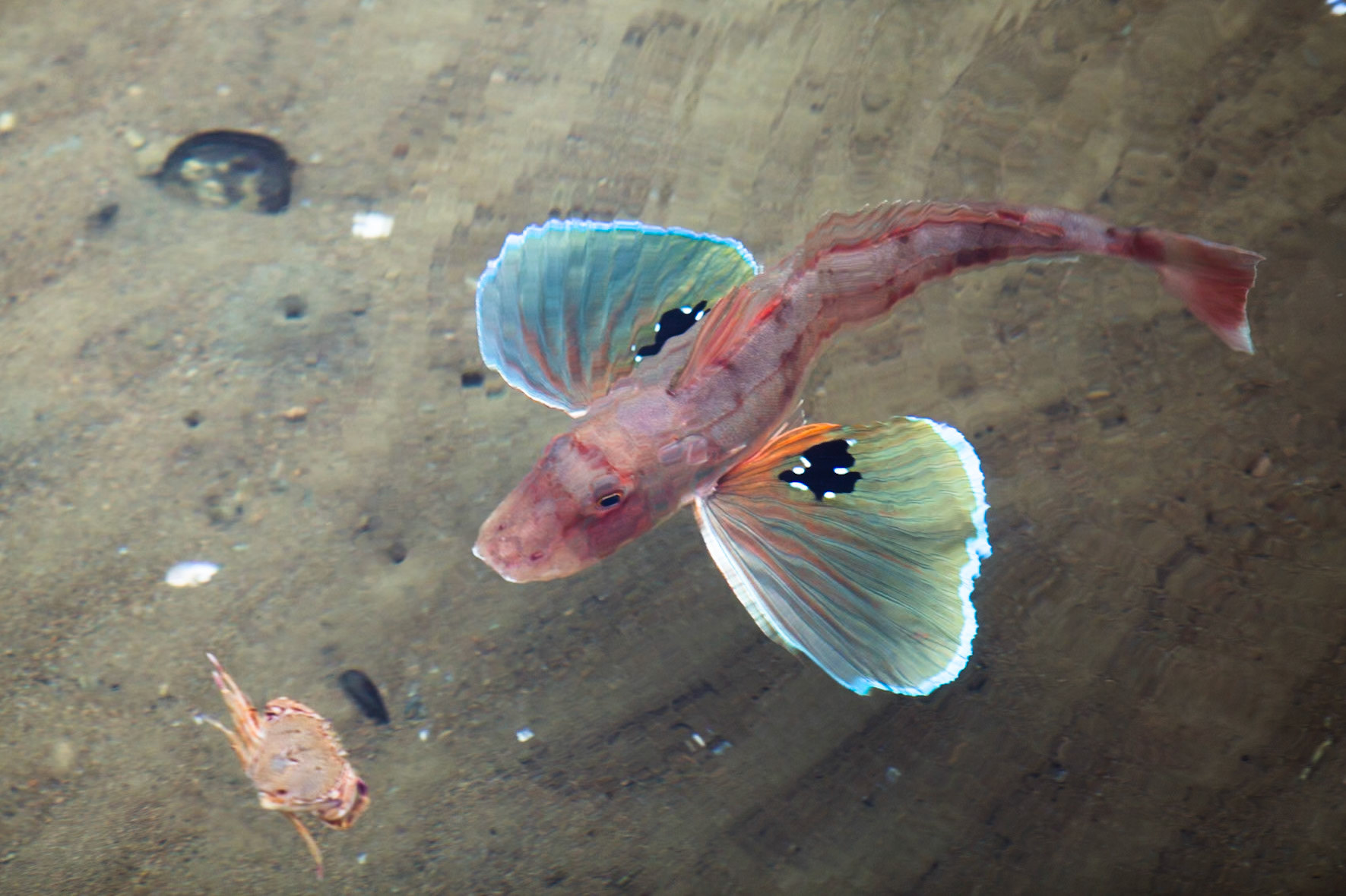 Red gunard and crab, Marlborough Sound, New Zealand