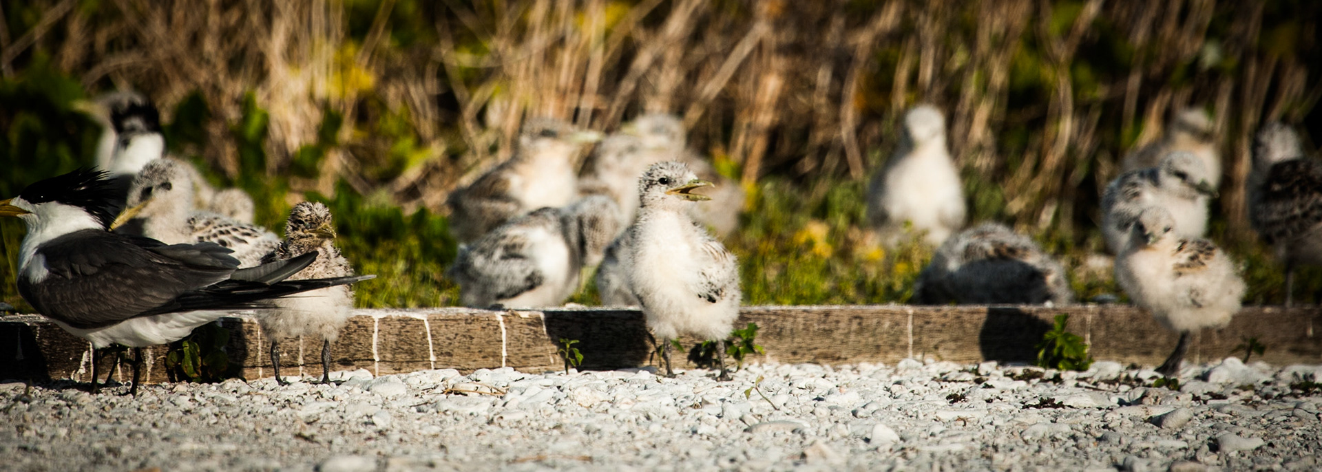 Crested terns chicks, Lady Elliot Island, Queensland, Australia