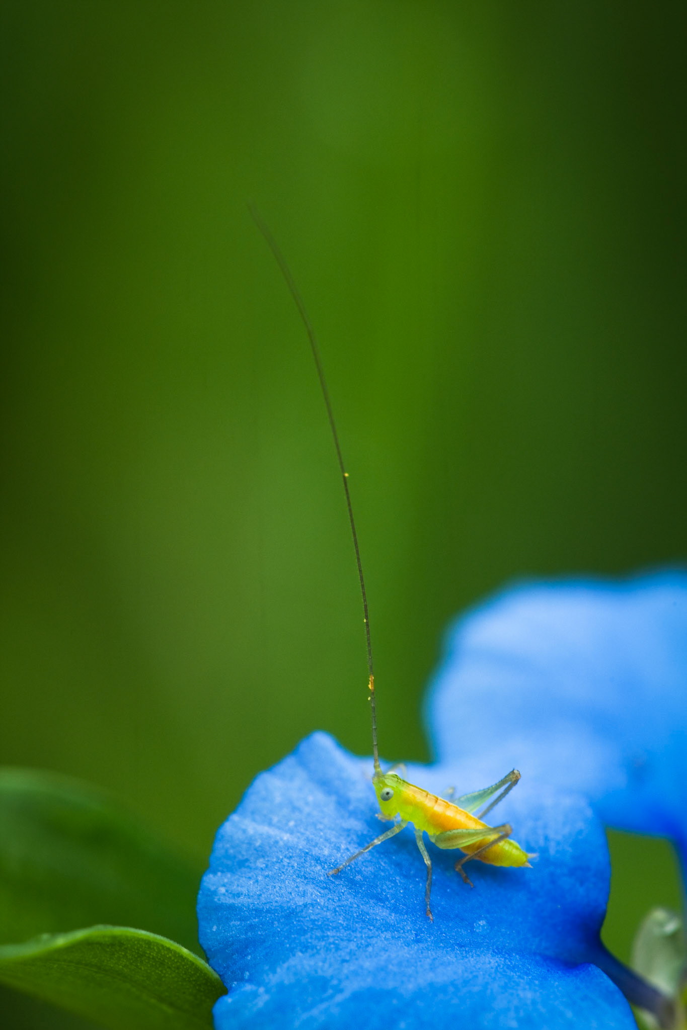 Grasshopper, Dulini, Sabi Sands