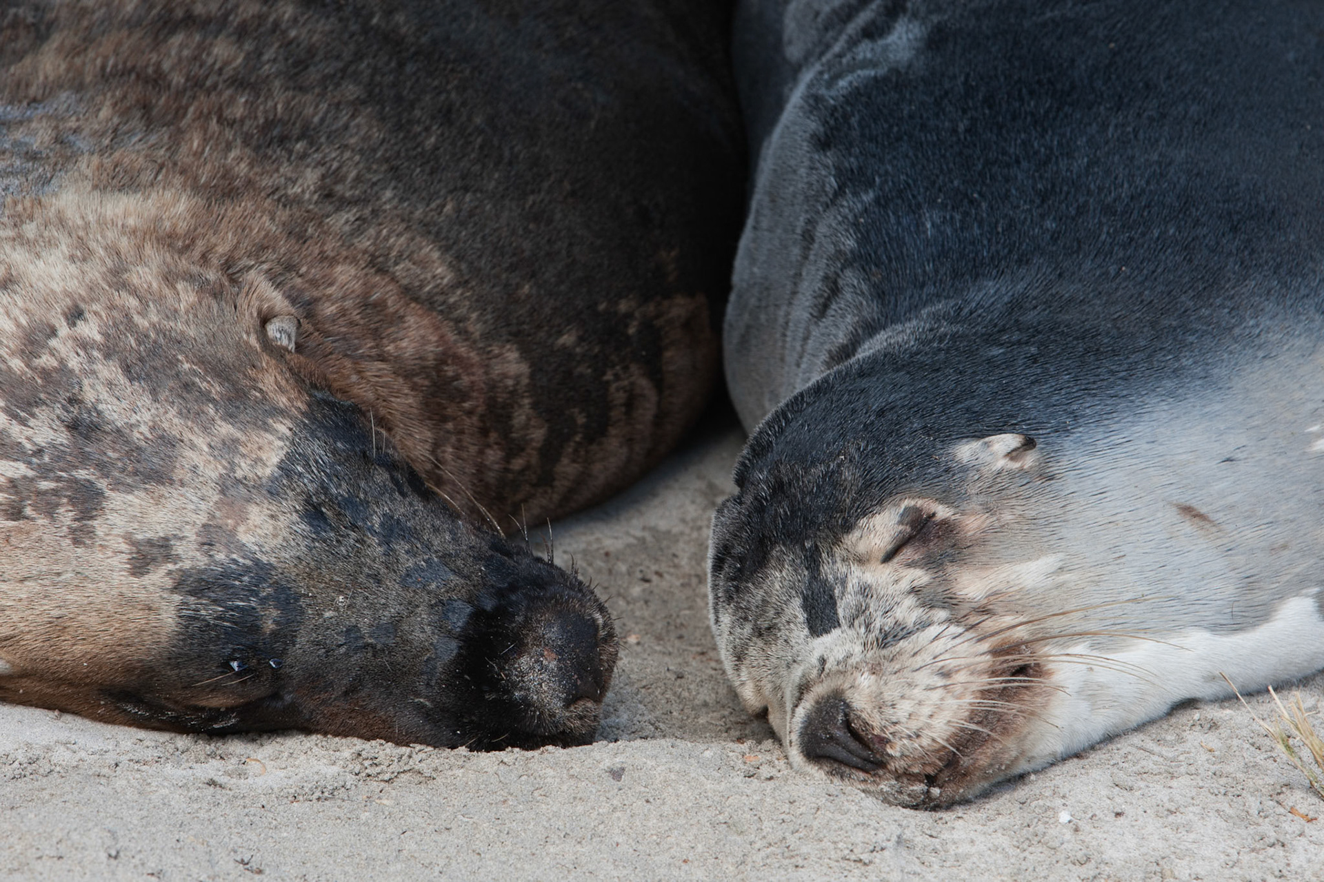 Australian sealions, Seal Bay, Kangaroo Island