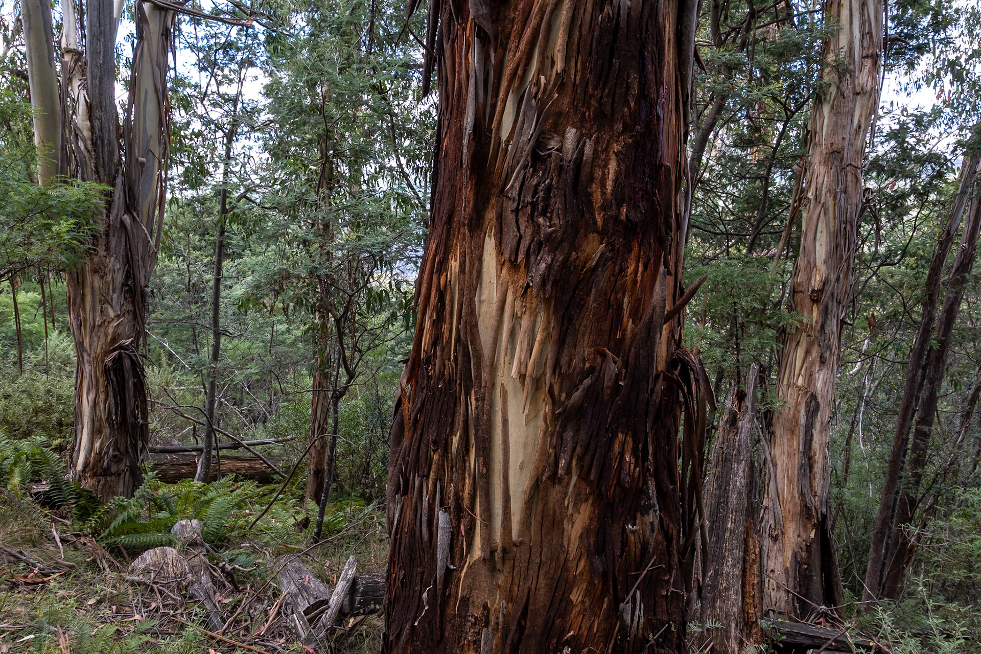 Perisher Valley to Bullock's Flat, Snowies Hiking Trail, Snowy Mountains, New South Wales, Australia