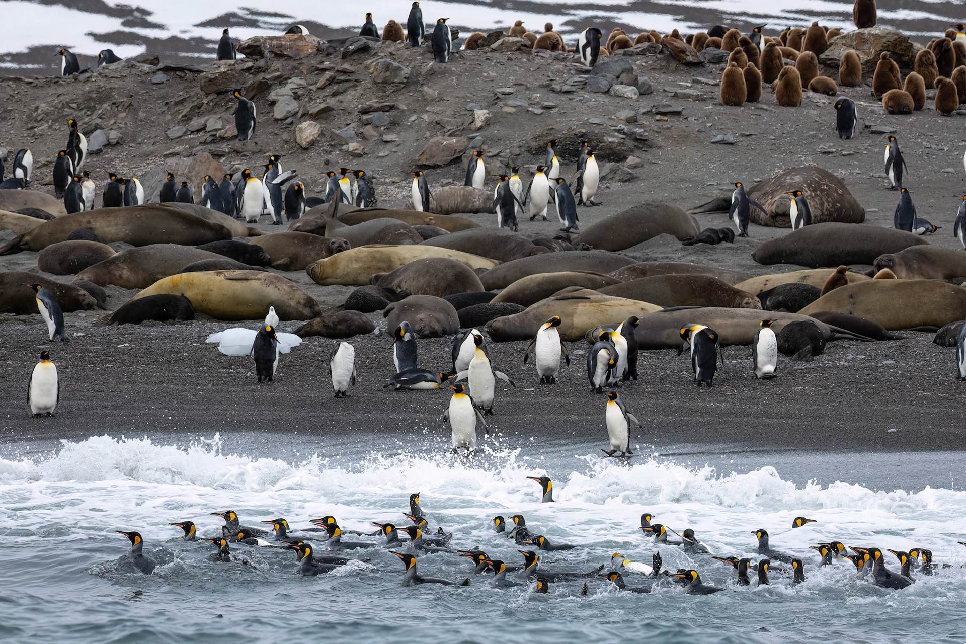 King penguins, St Andrew's Bay, South Georgia