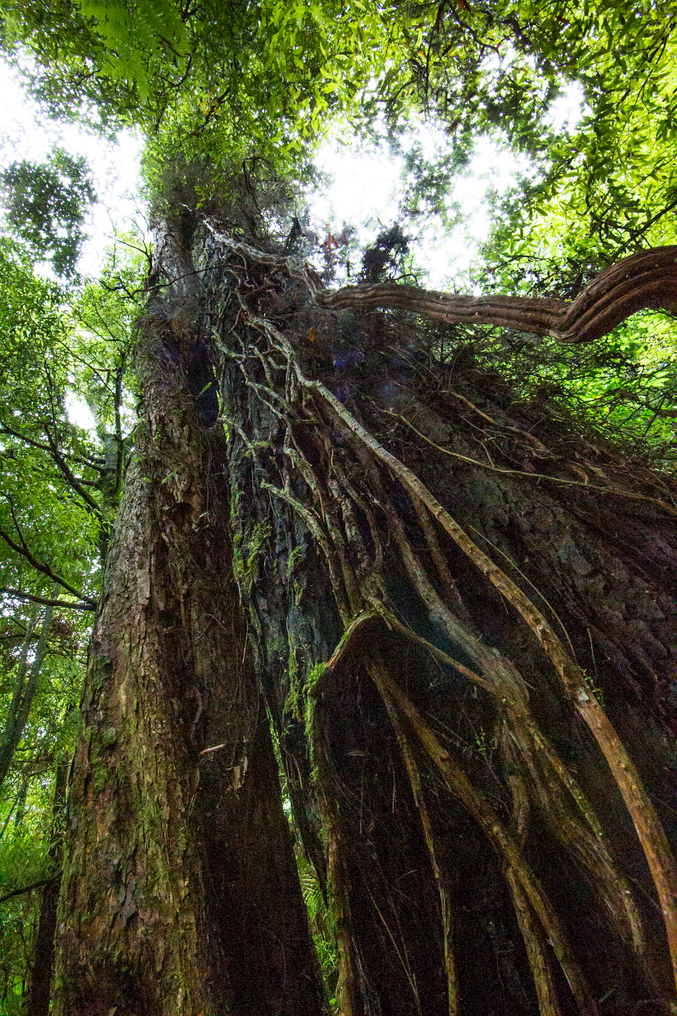 Old Coach Road, Tongariro, New Zealand