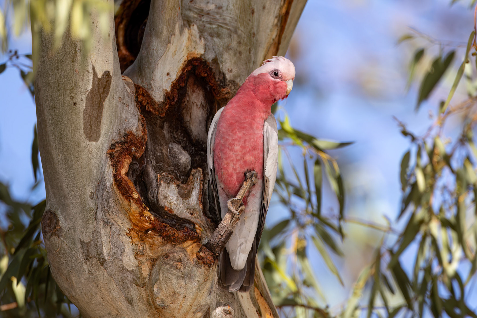 Galah, Windorah to Eromanga, Queensland, Australia