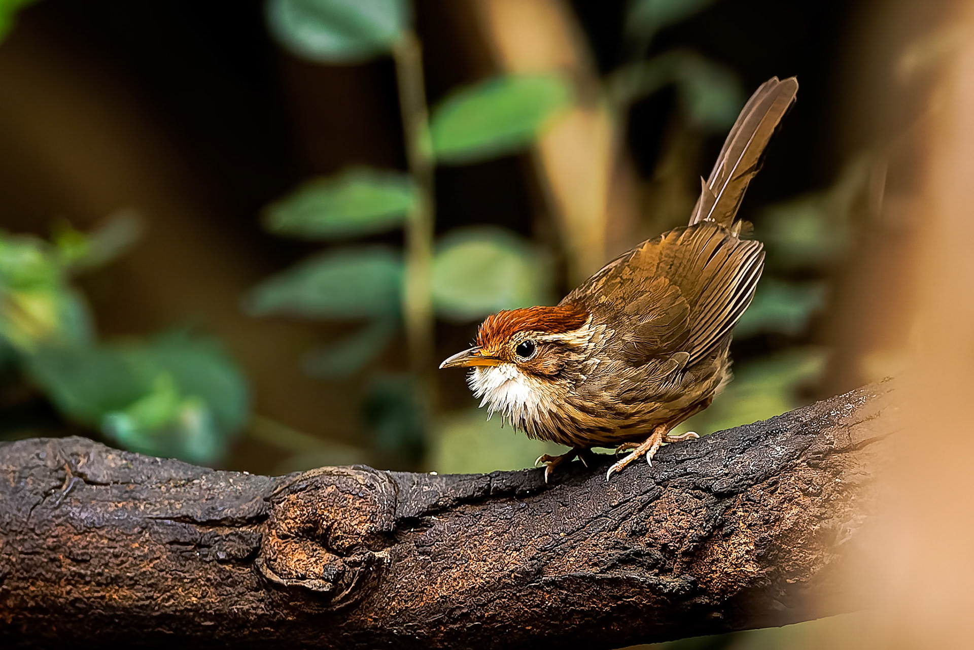 Puff-throated babbler, Khaeng Krackan National Park, Thailand