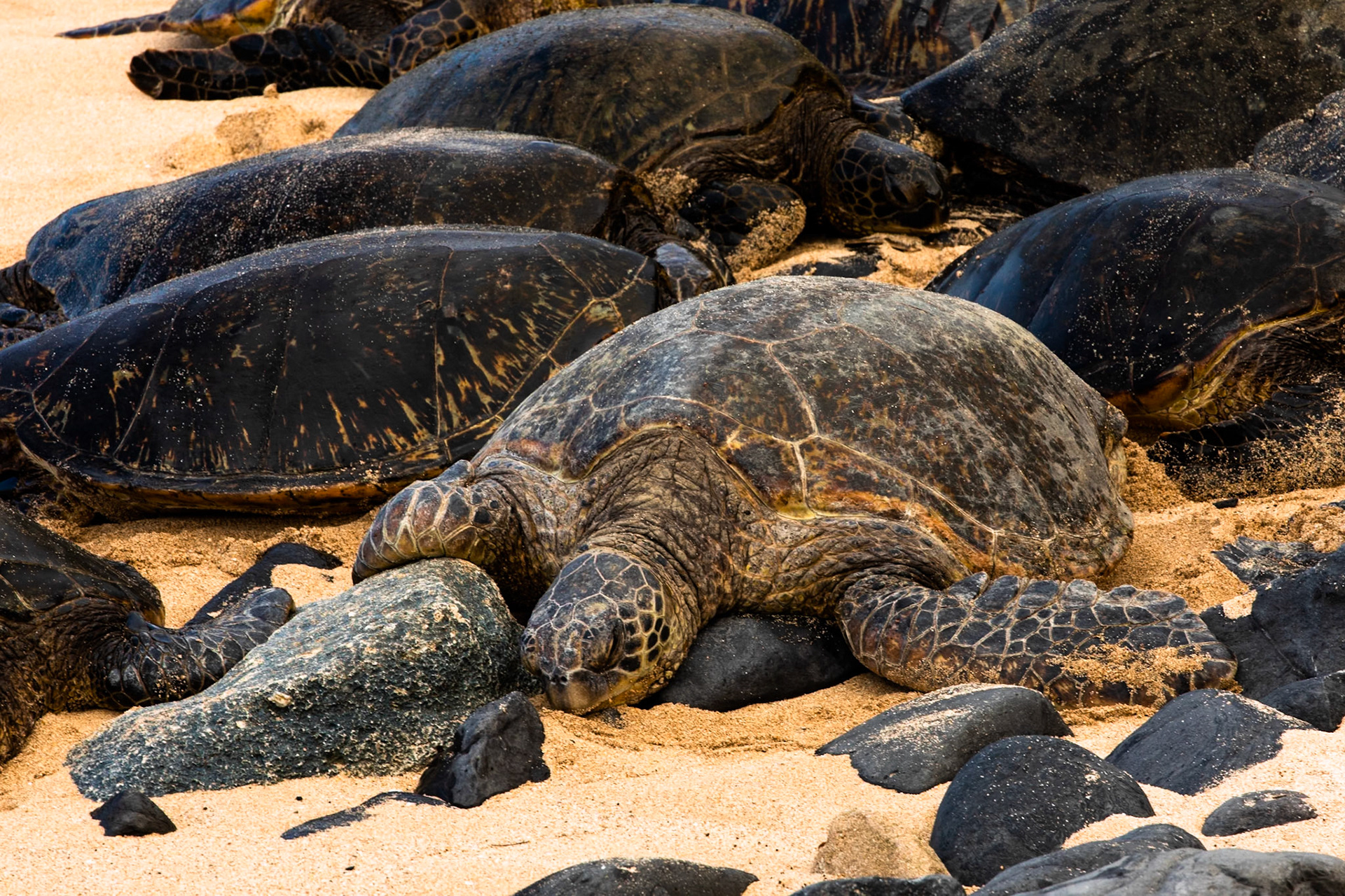 Hawaiian Green Sea Turtles, Ho’okipa , Maui, Hawaii, United States of America