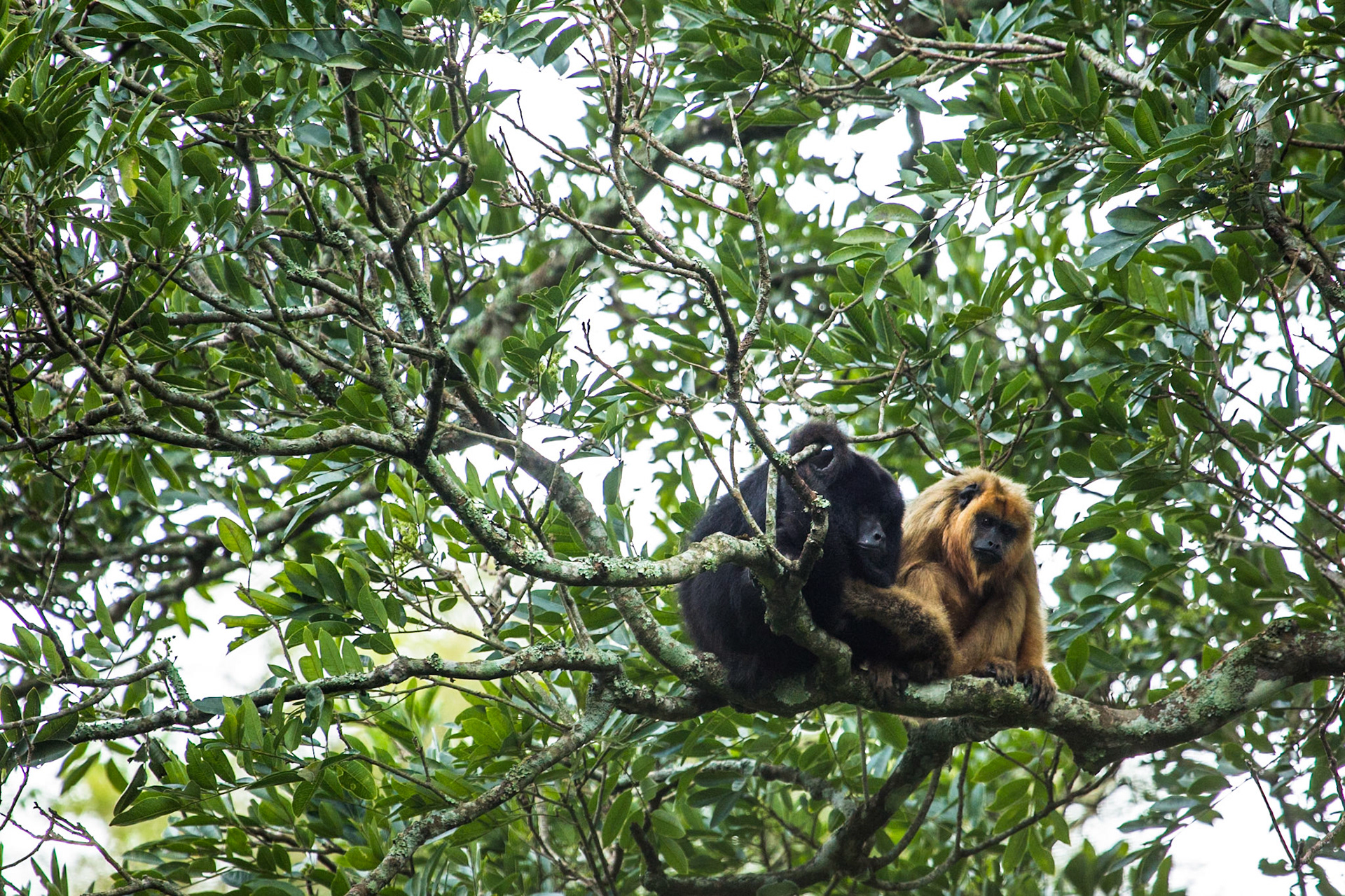 Howler monkeys, Puerto Valle Esteros, Ibera wetlands, Corrientes, Argentina
